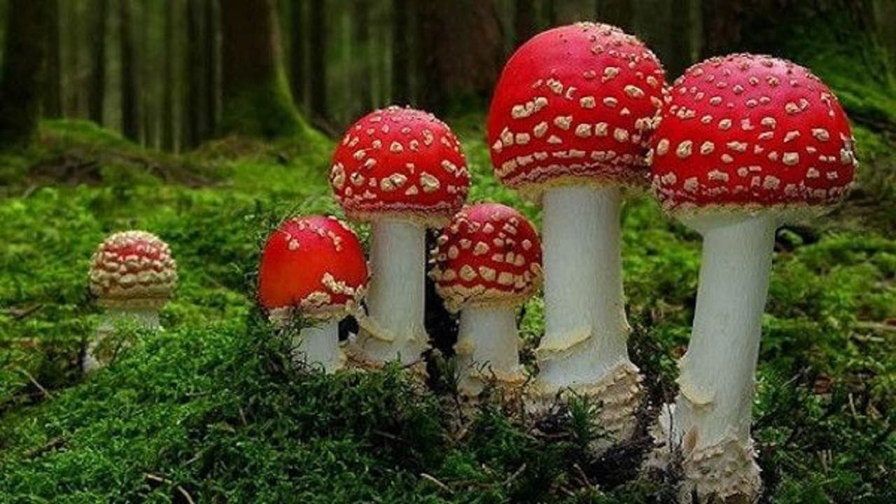 Видео к фильму Фантастические грибы | Fantastic Fungi, Official Film Trailer | Moving Art by Louie Schwartzberg