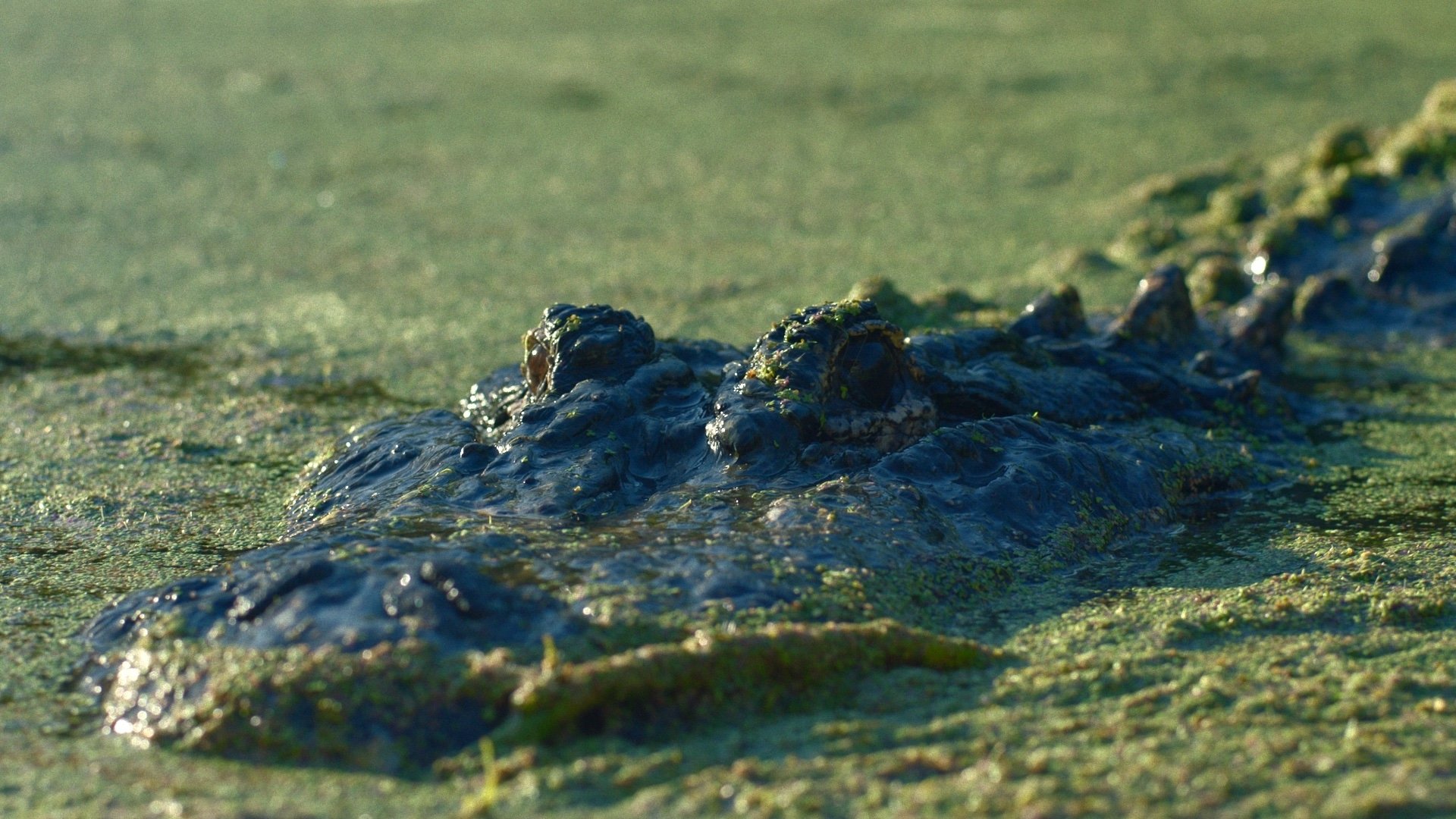 Видео к фильму Lake Jesup: Bonecrusher's Revenge | Official US Trailer