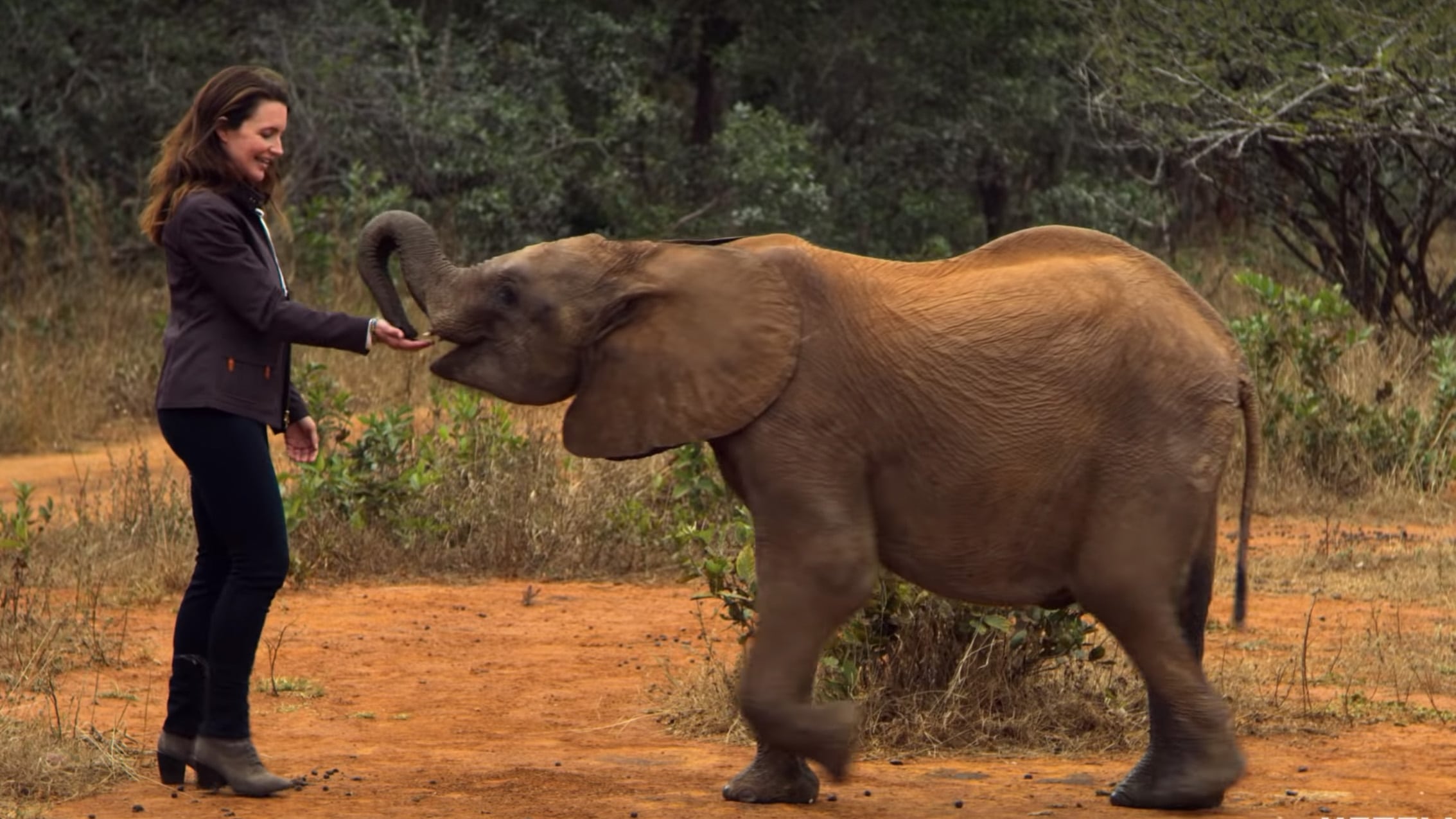 Видео к фильму Отпуск в дикой природе | Отпуск в дикой природе / Holiday In The Wild (2019) - русский трейлер.