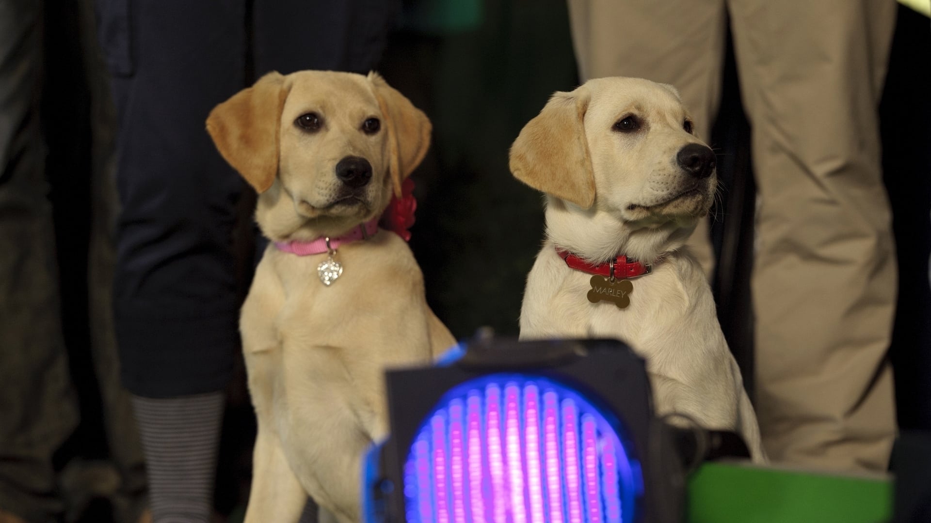 Видео к фильму Марли и я 2 | Марли и Я 2 - Trailer