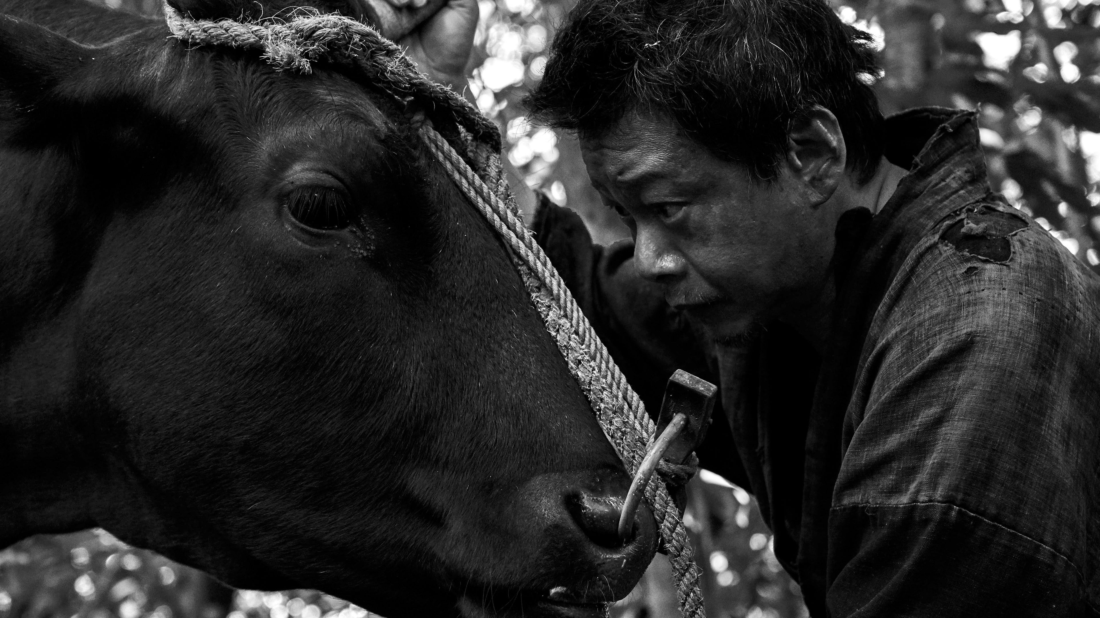 Видео к фильму Black Ox | Official Teaser