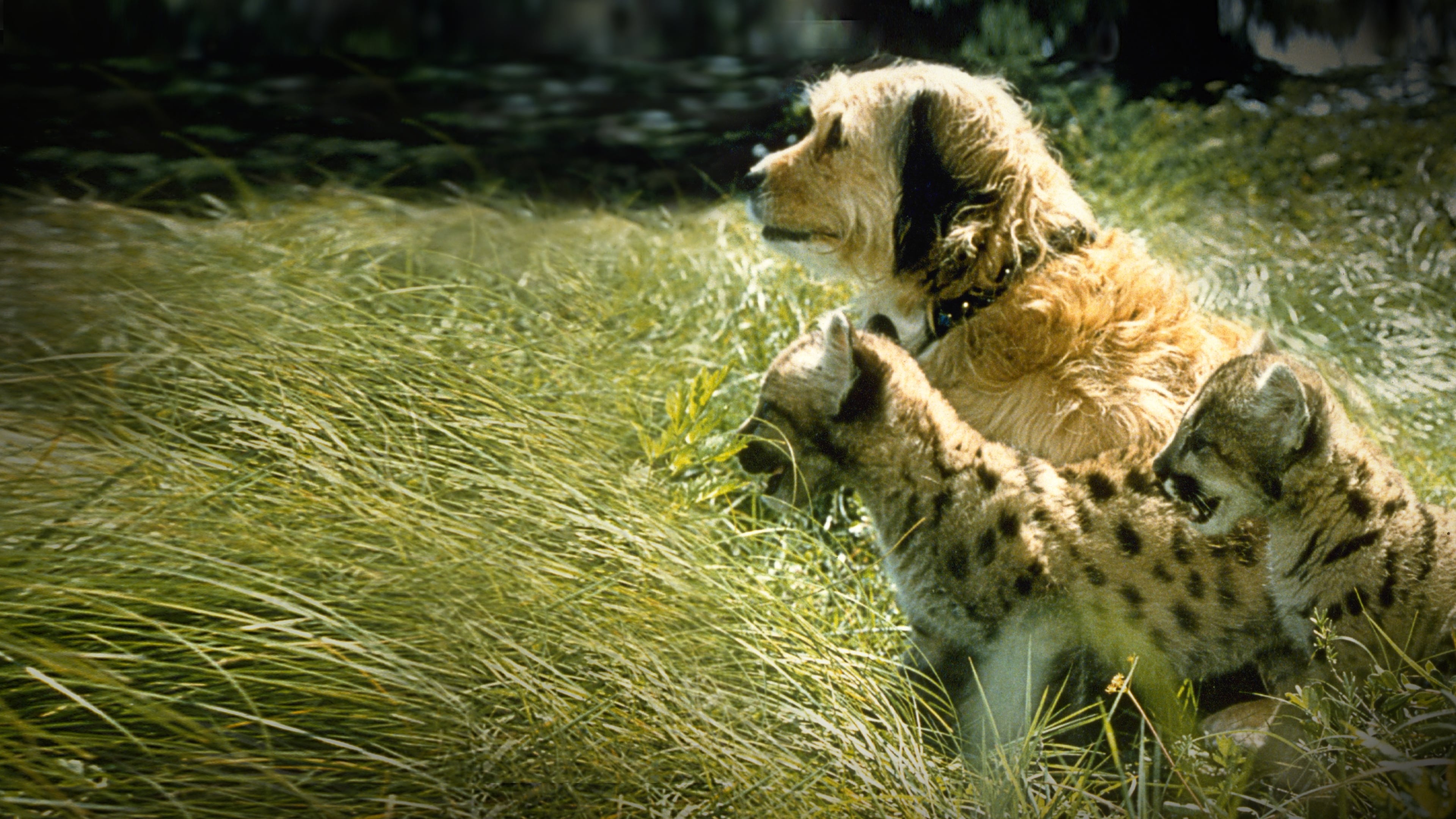 Видео к фильму Бенджи потерялся | Бенджи потерялся - Трейлер