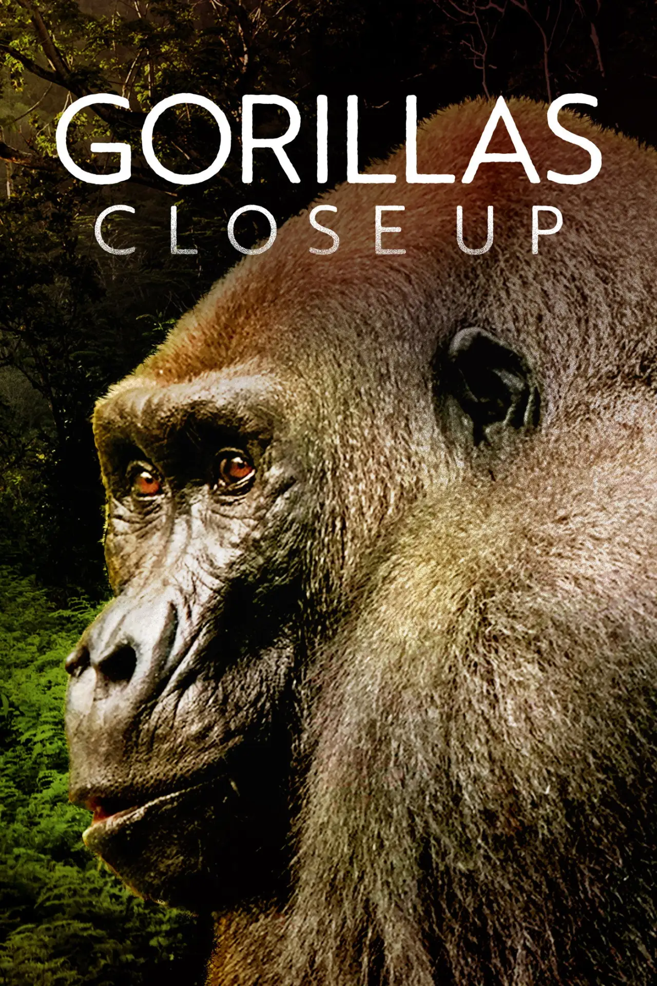 Постер к фильму "Gorillas Close Up"