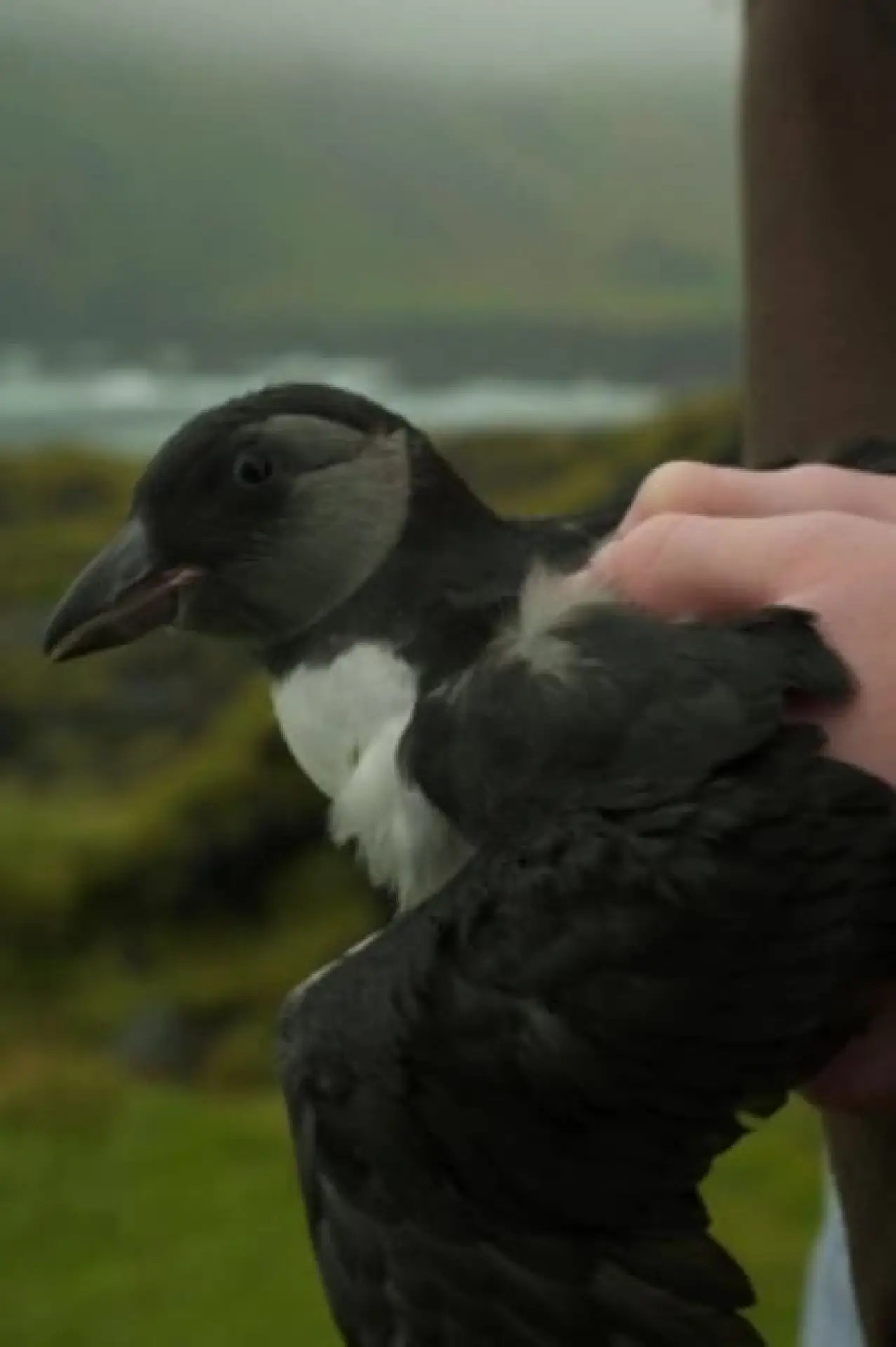 Постер к фильму "Puffling"