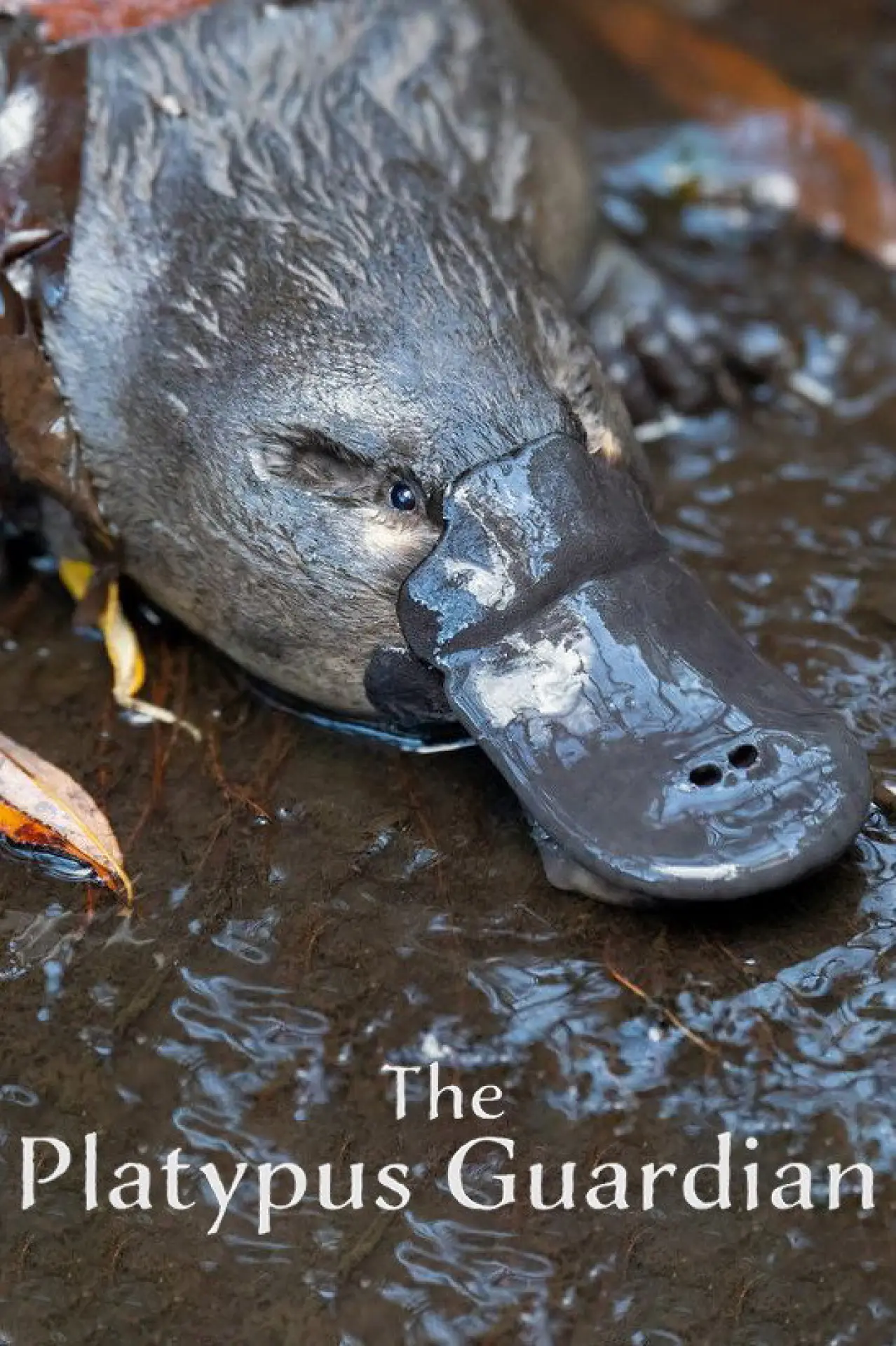 Постер к фильму "The Platypus Guardian"