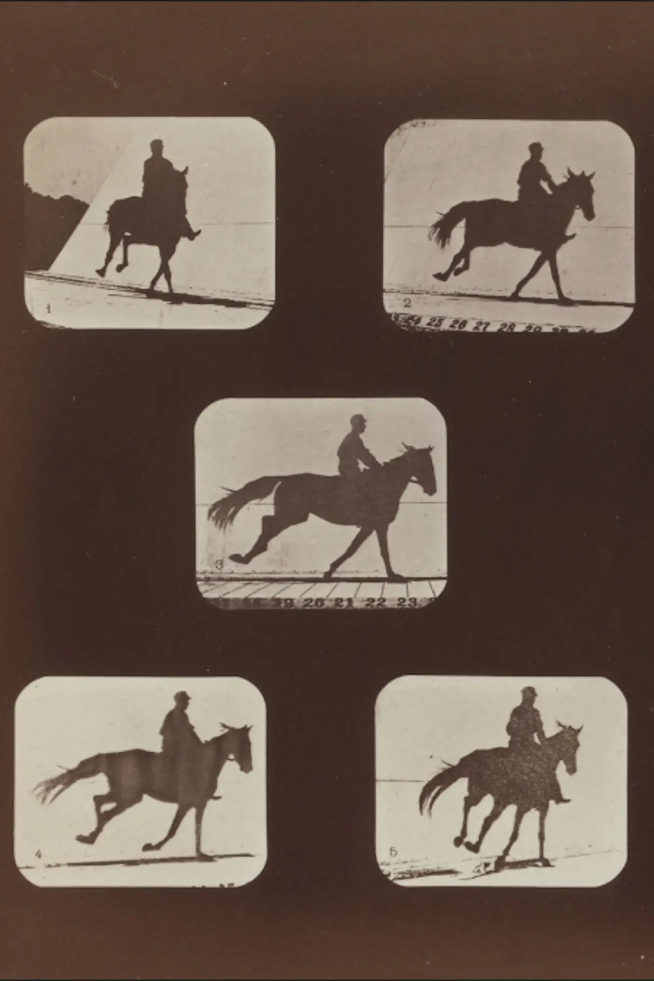 Постер к фильму "The Horse in Action"