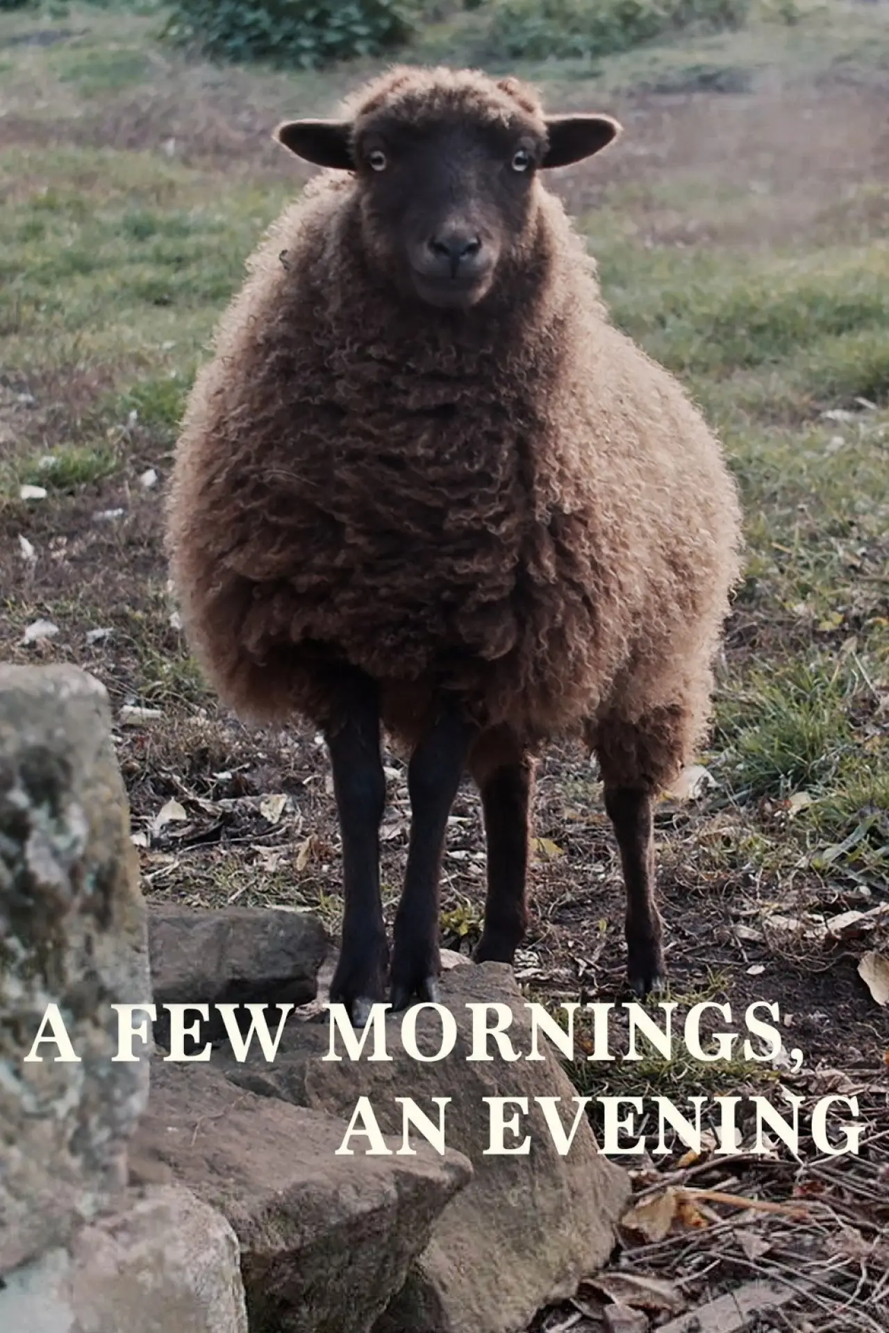 Постер к фильму "A Few Mornings, an Evening"