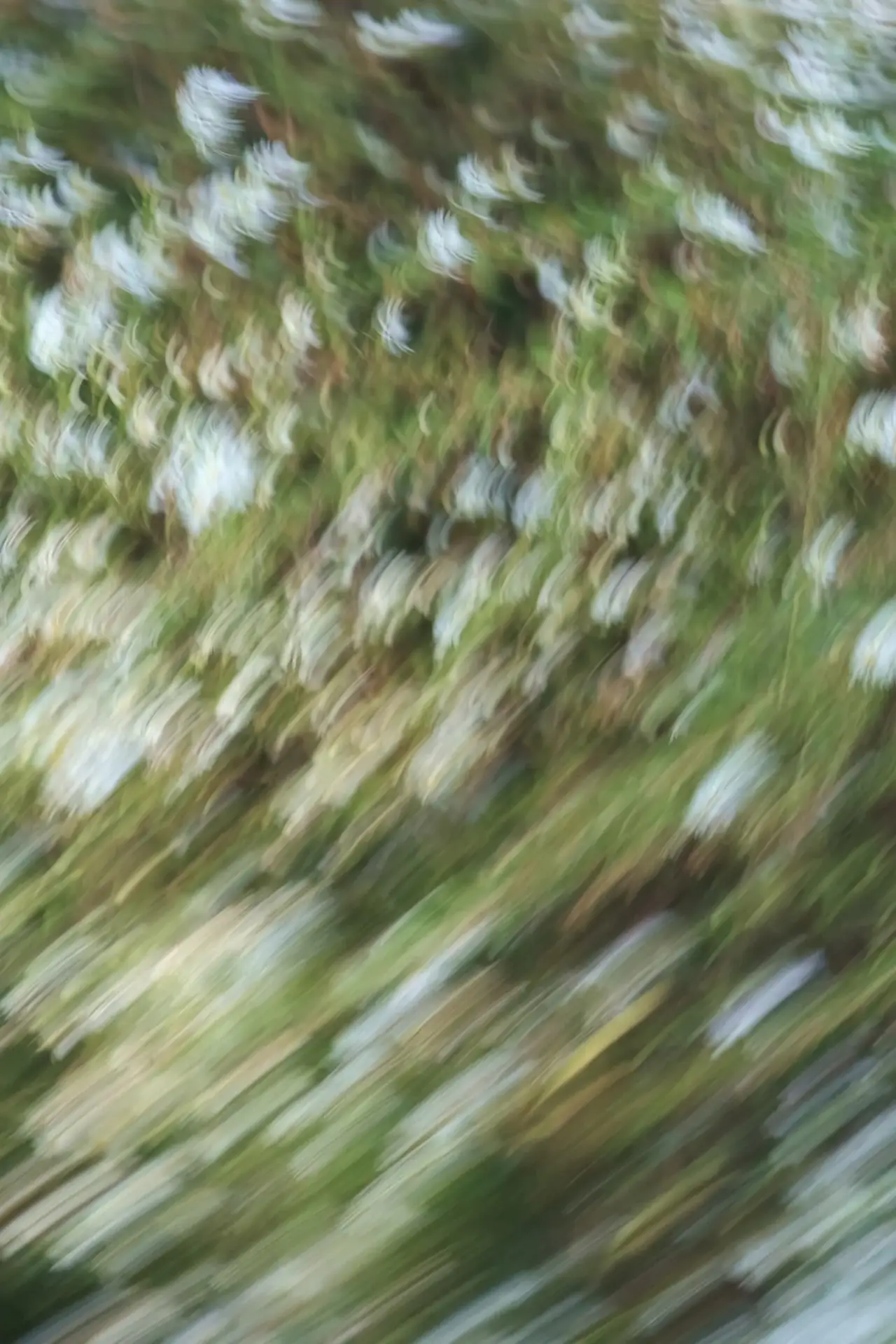 Постер к фильму "Weeds and Wildflowers"