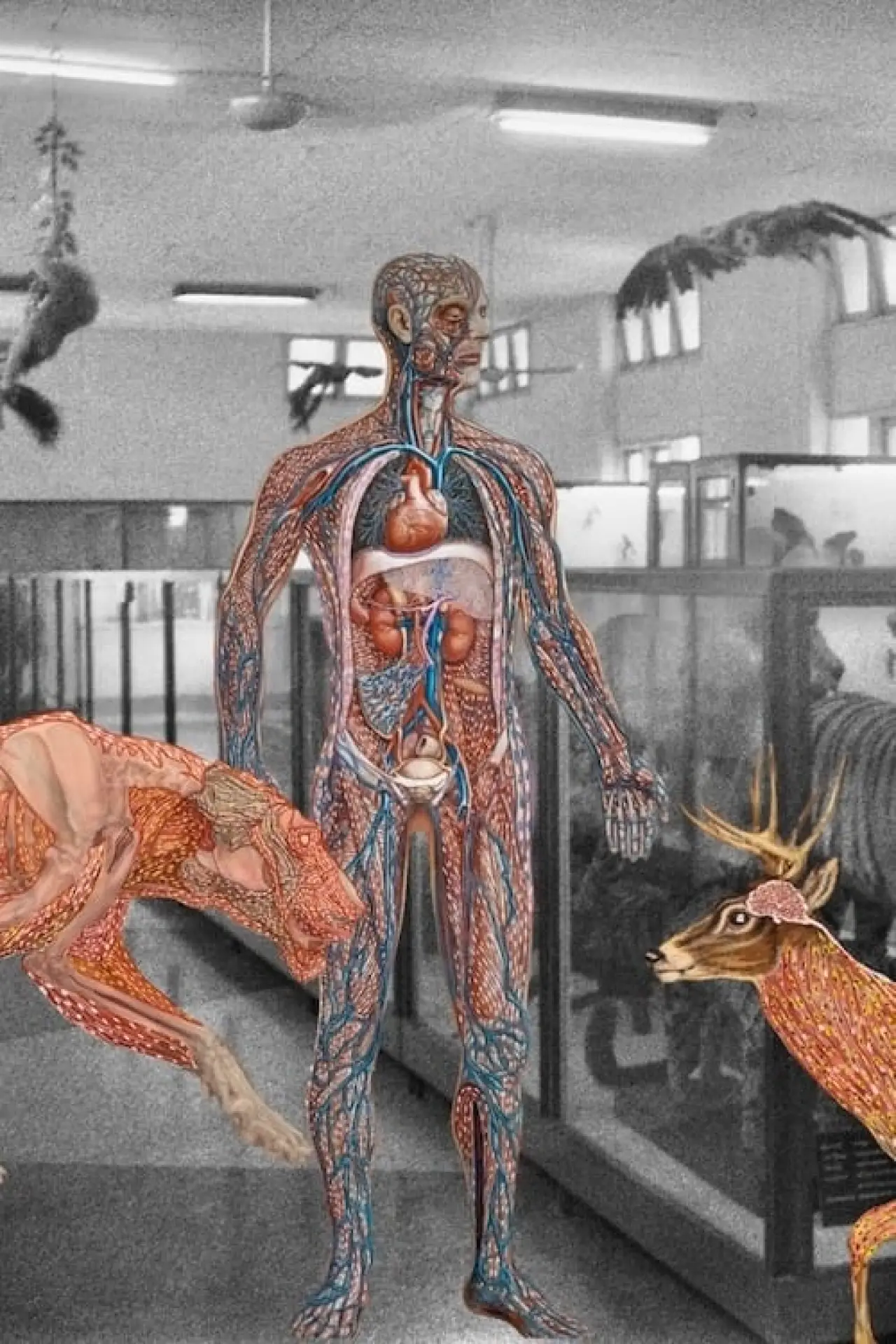 Постер к фильму "Myanmar Anatomy"