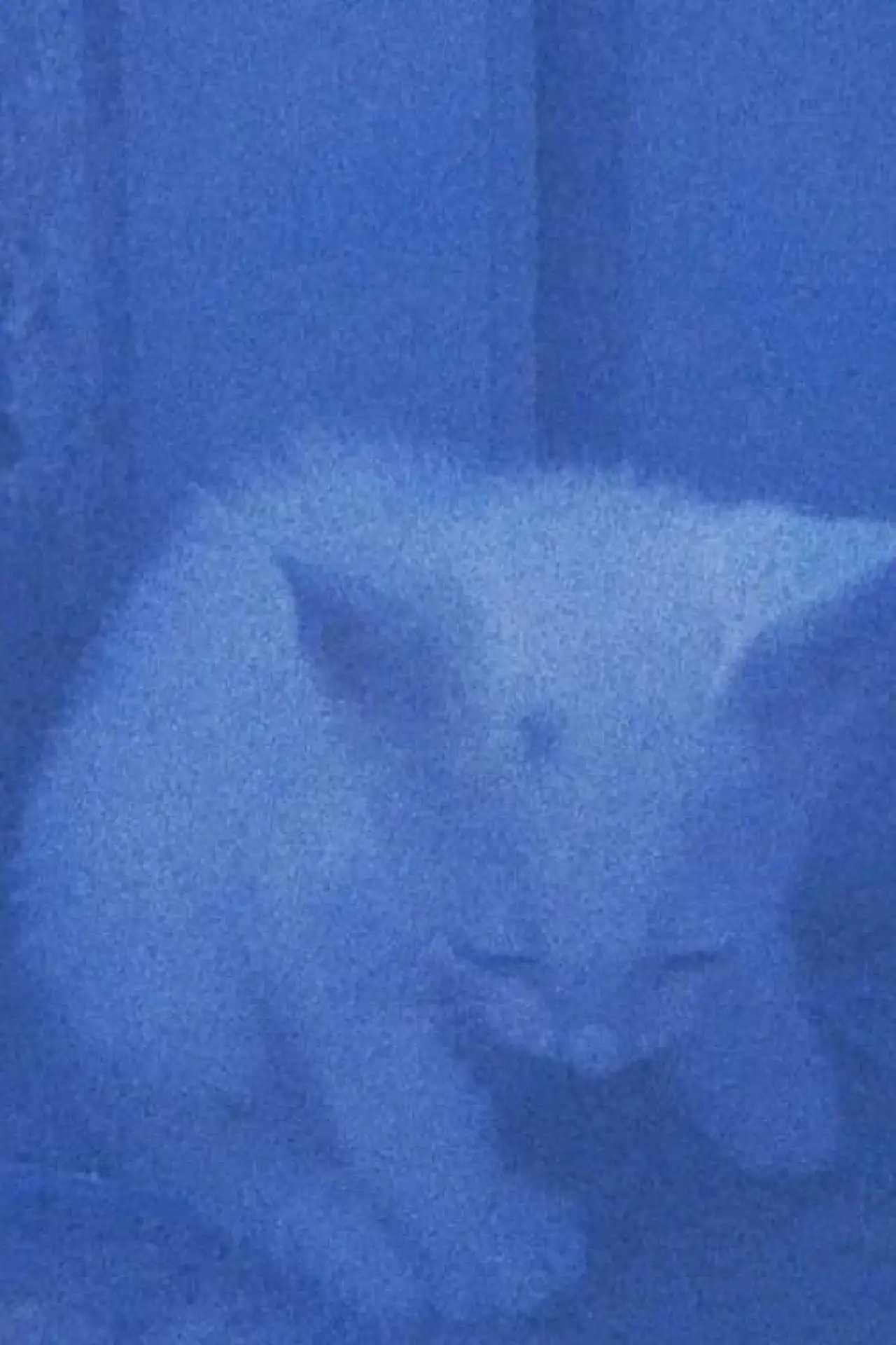 Постер к фильму "I went to the garden of love, reel 1: the cats rescued last night (January 23, 2024)"