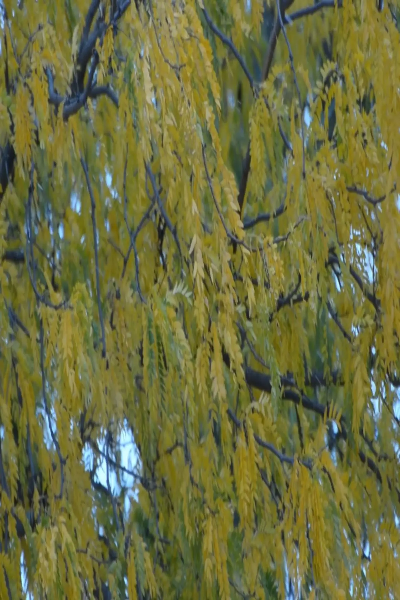 Постер к фильму "Gleditsia triacanthos"