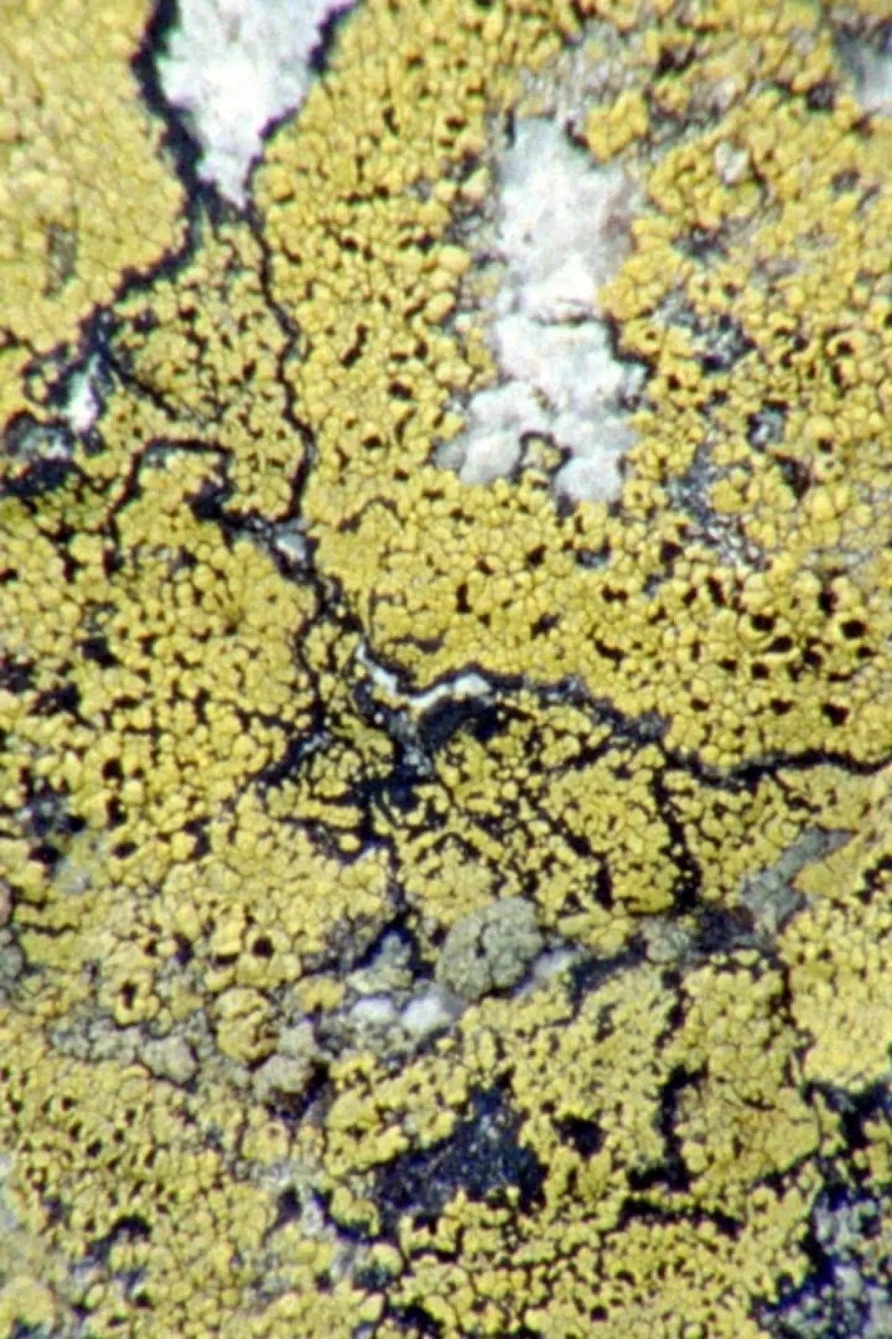 Постер к фильму "Lichens Are The Way"