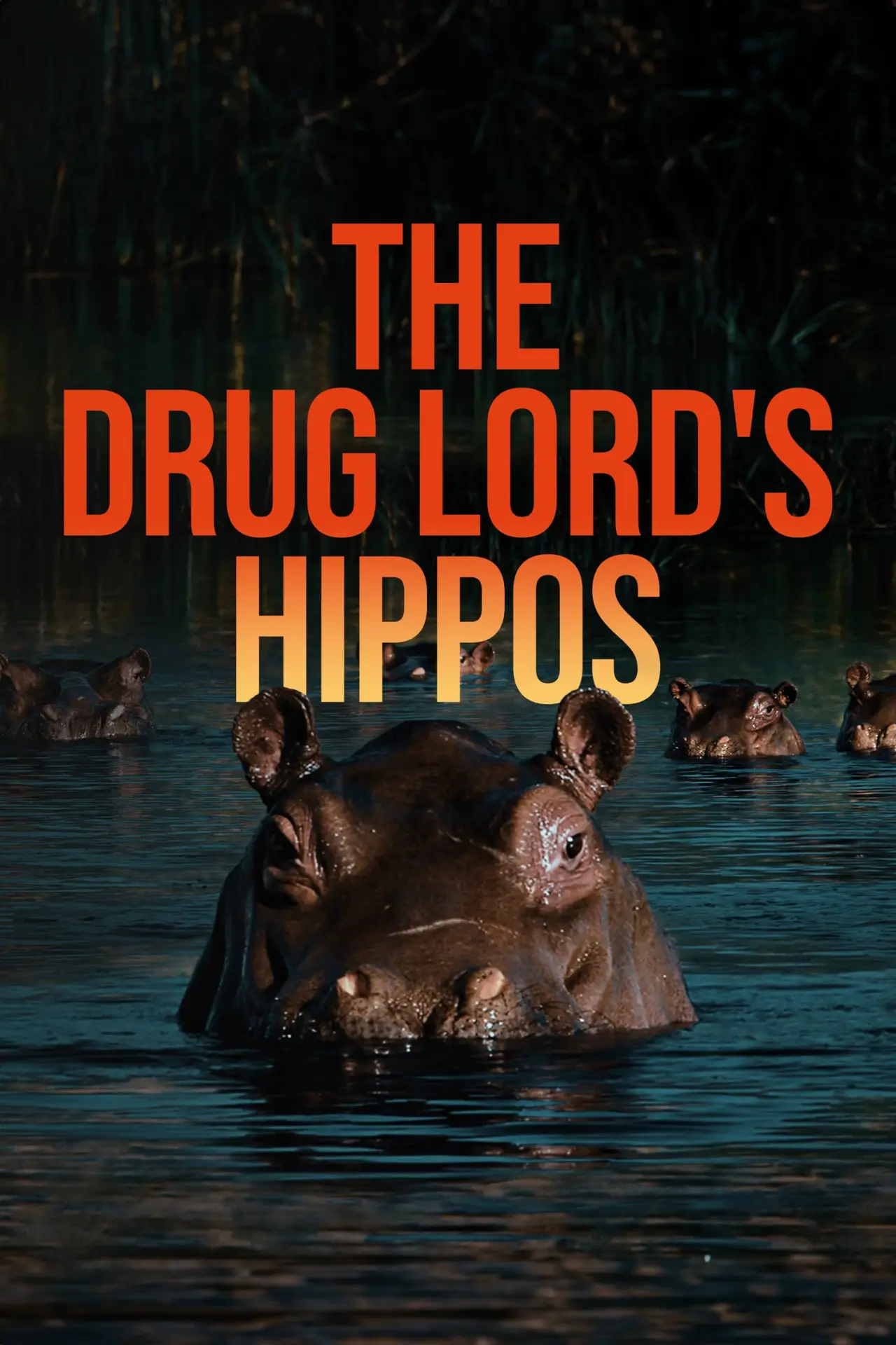 Постер к фильму "The Drug Lord