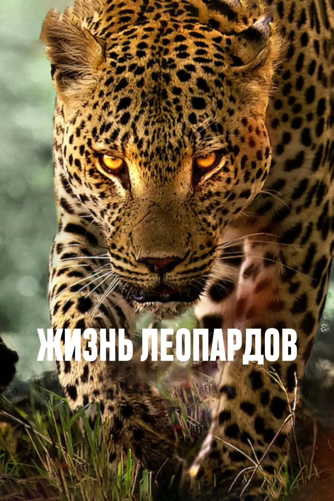 Постер к фильму "Жизнь леопардов"