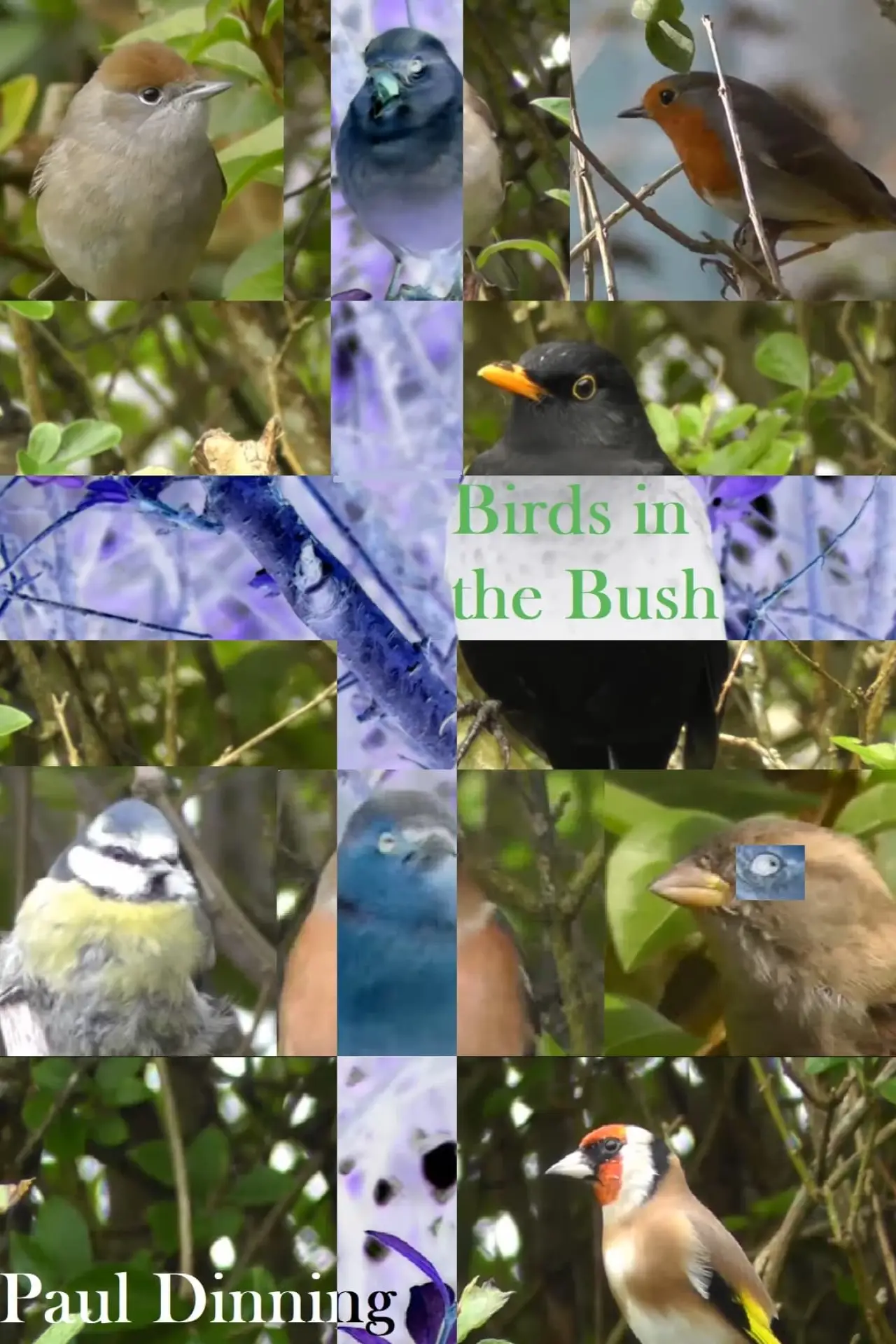 Постер к фильму "Birds in the Bush"