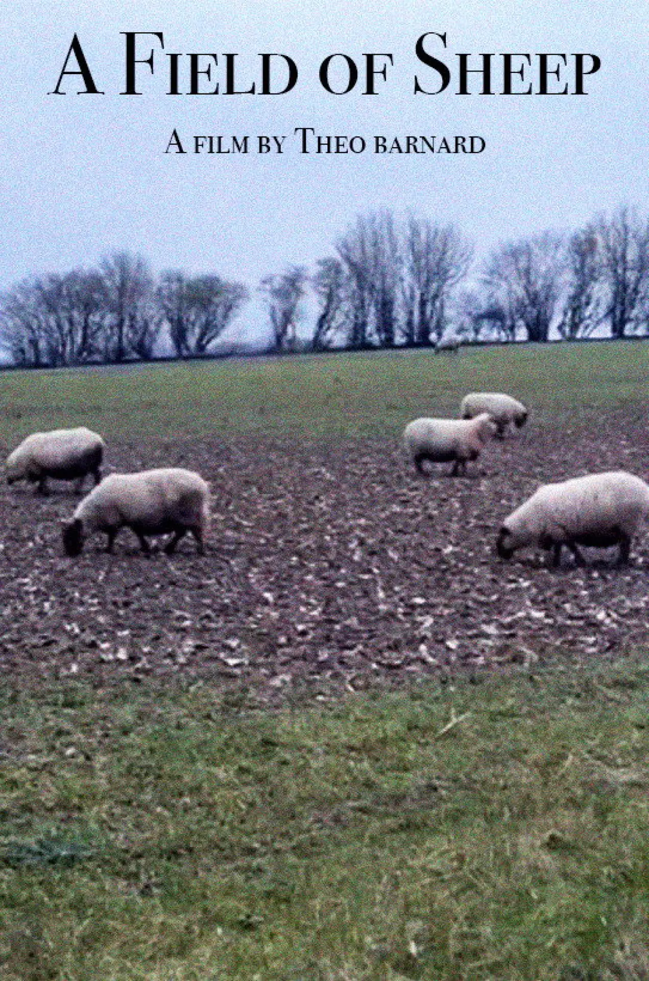 Постер к фильму "A Field of Sheep"
