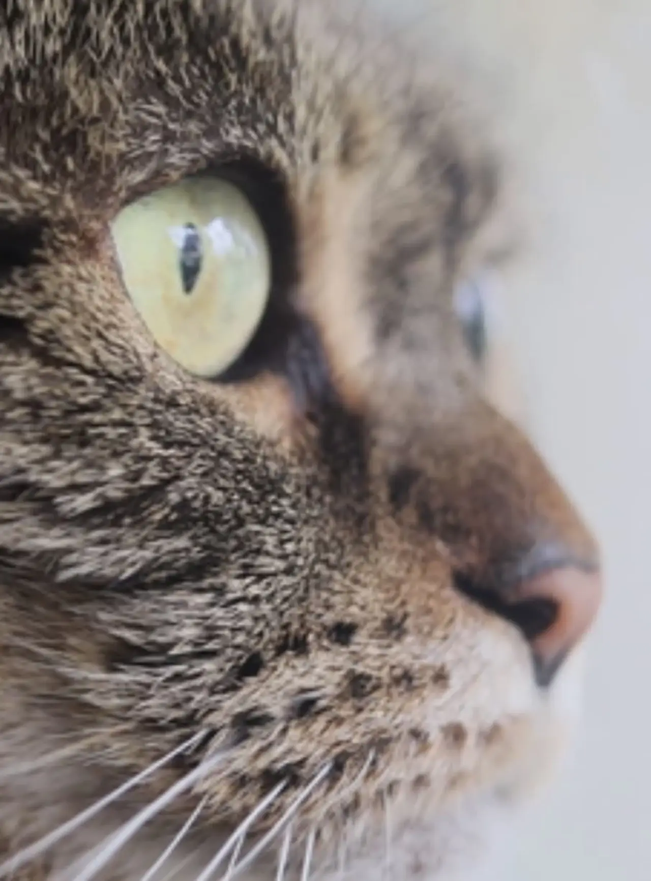 Постер к фильму "Cat"
