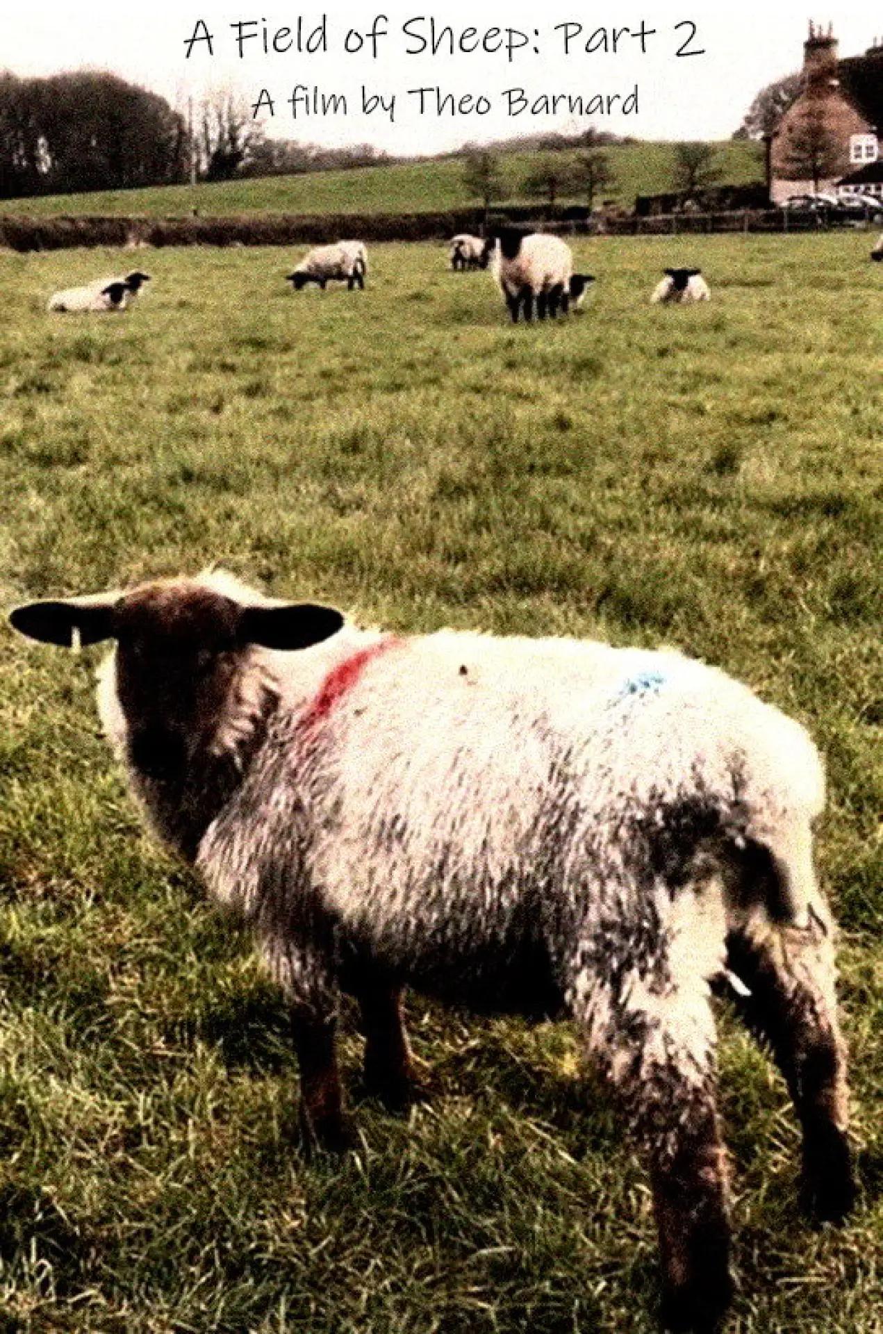 Постер к фильму "A Field of Sheep Part 2"