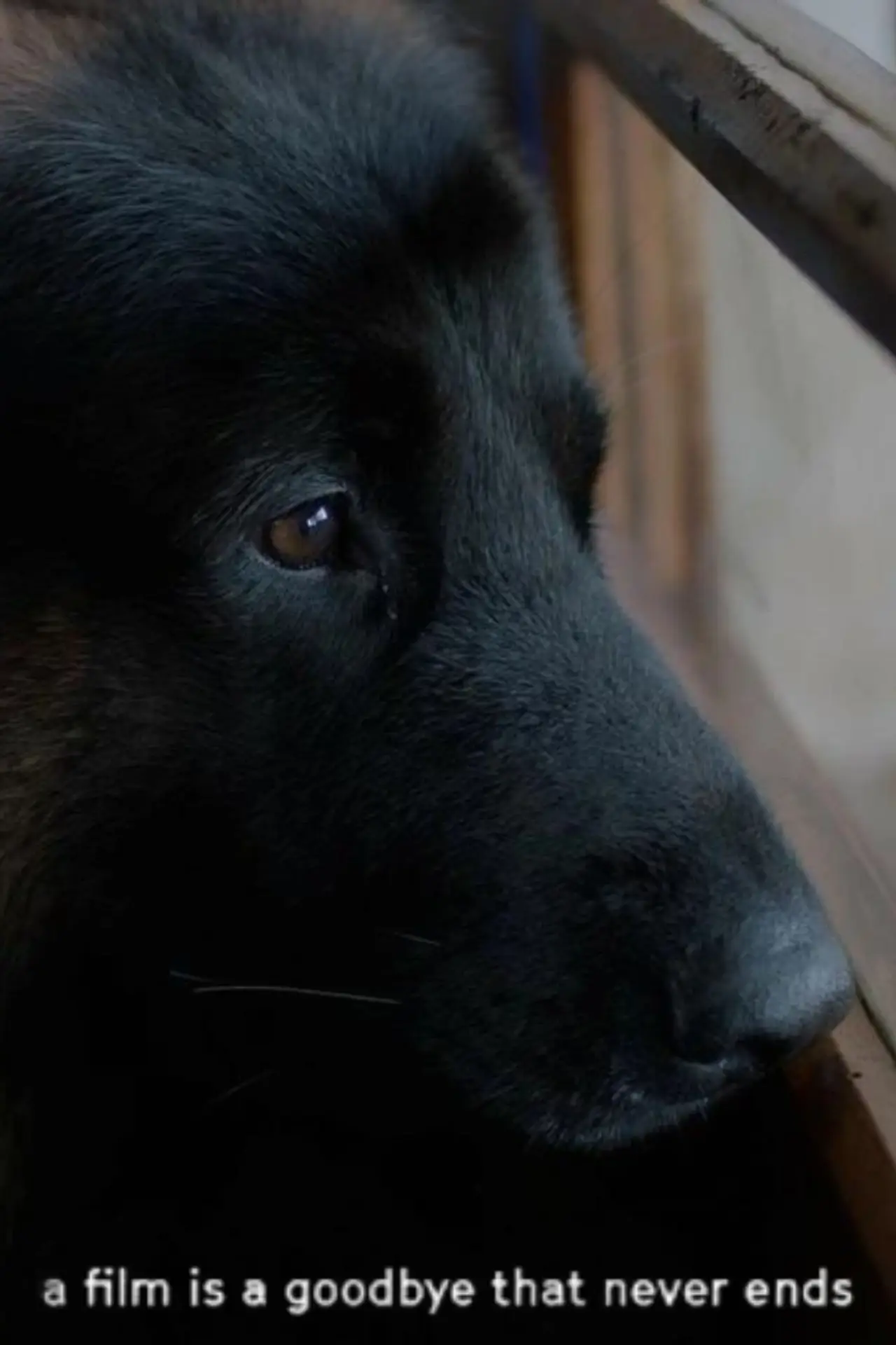 Постер к фильму "a film is a goodbye that never ends"