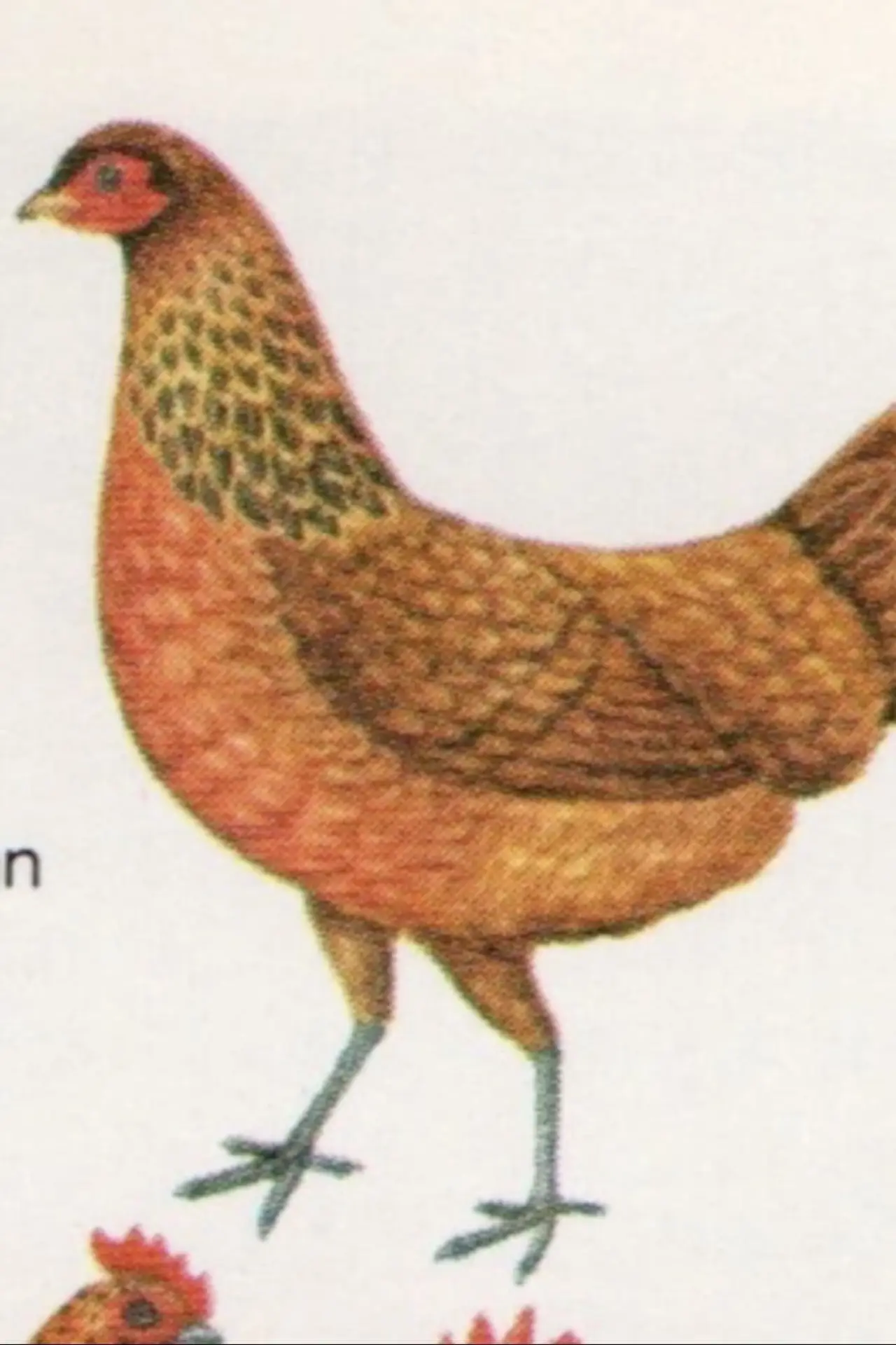 Постер к фильму "Birds"