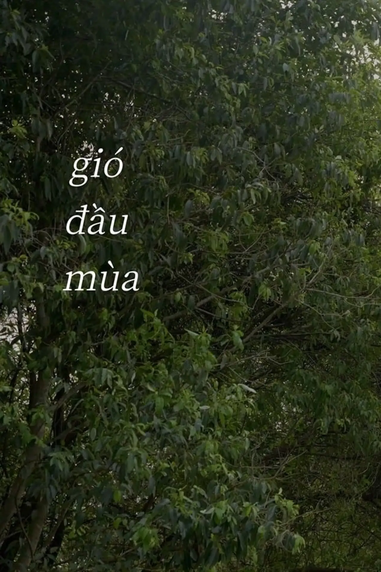 Постер к фильму "Gió Đầu Mùa"