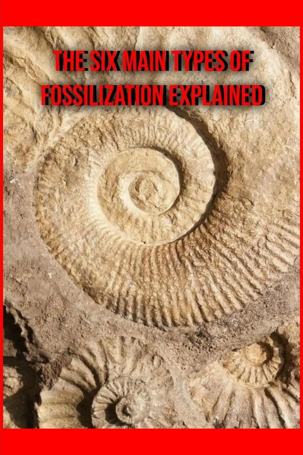 Постер к фильму "The Six Main Types of Fossilization Explained"
