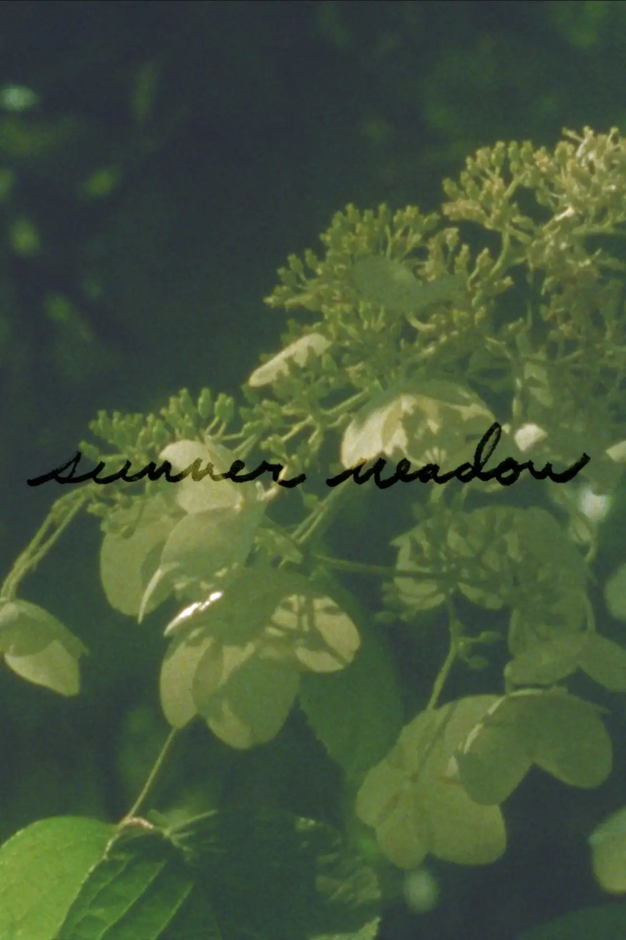 Постер к фильму "Summer Meadow"