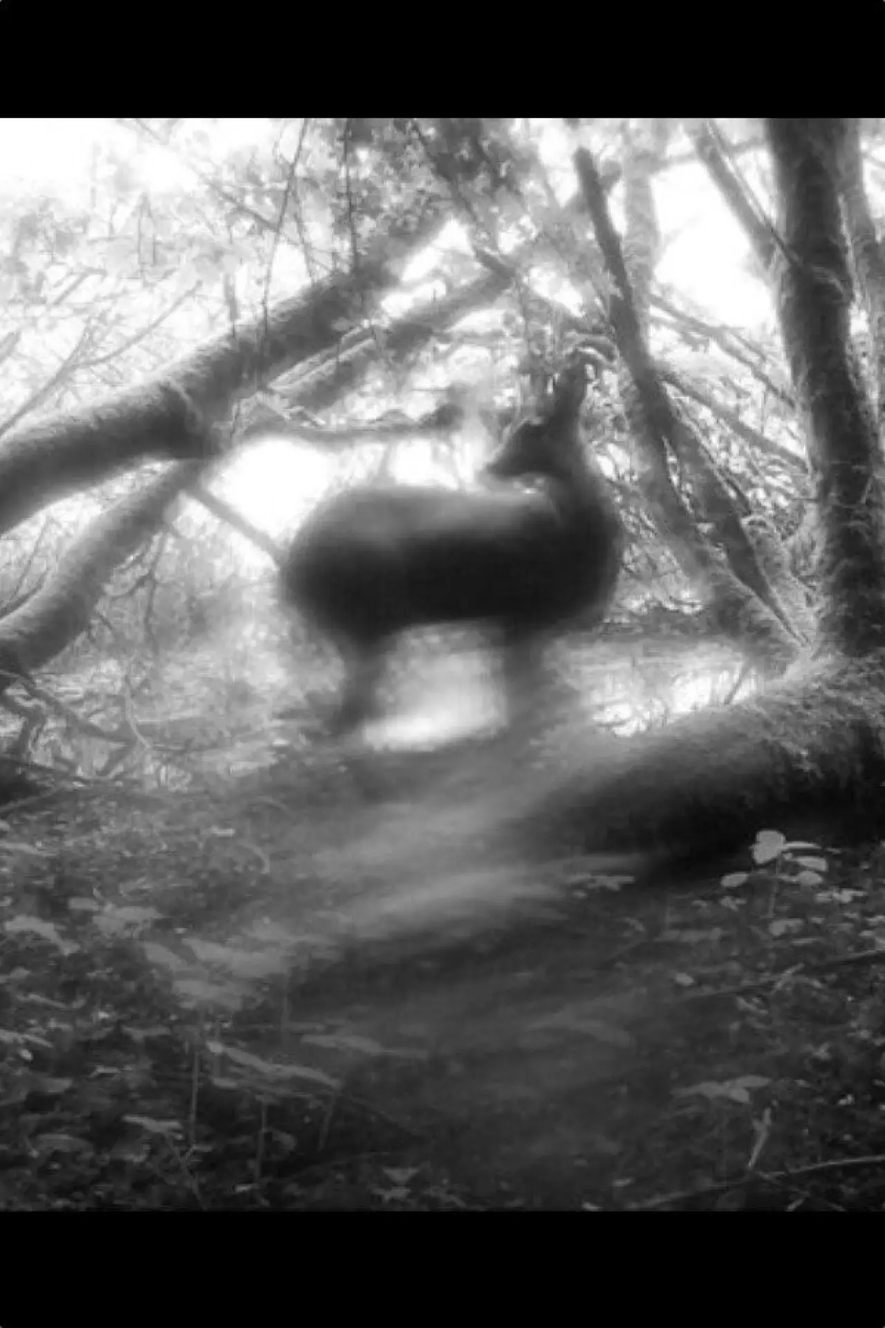 Постер к фильму "Meadows Wait, Mist Diffuses"