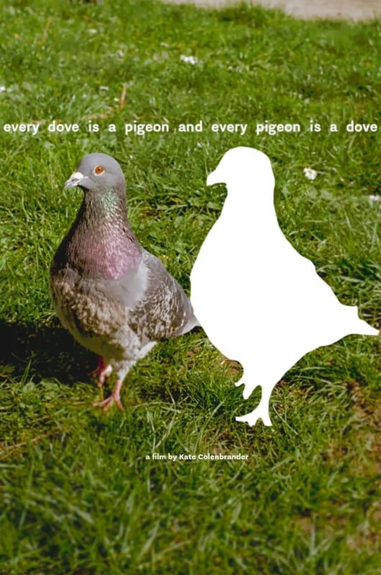 Постер к фильму "every dove is a pigeon and every pigeon is a dove"