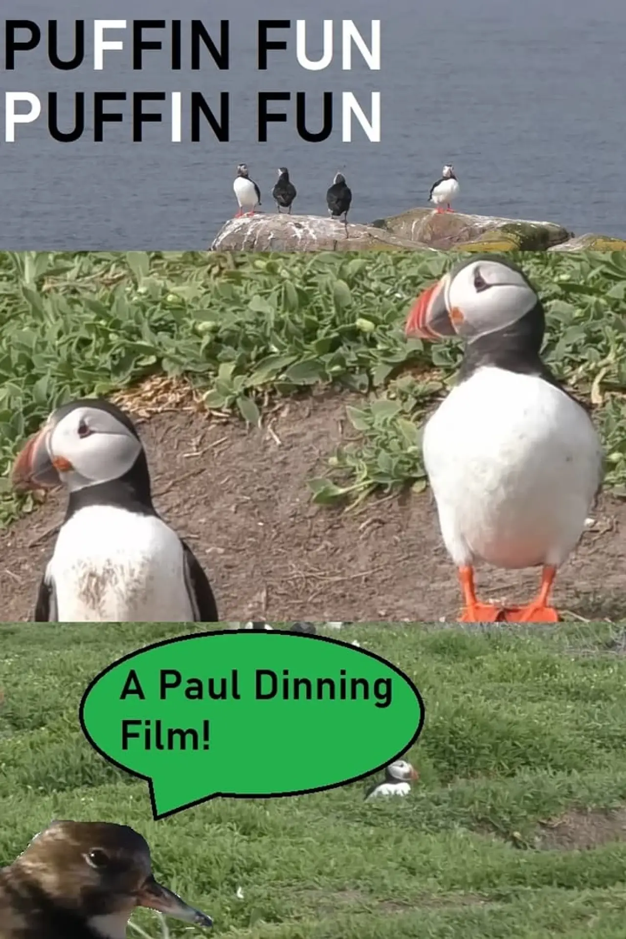Постер к фильму "Puffin Fun"