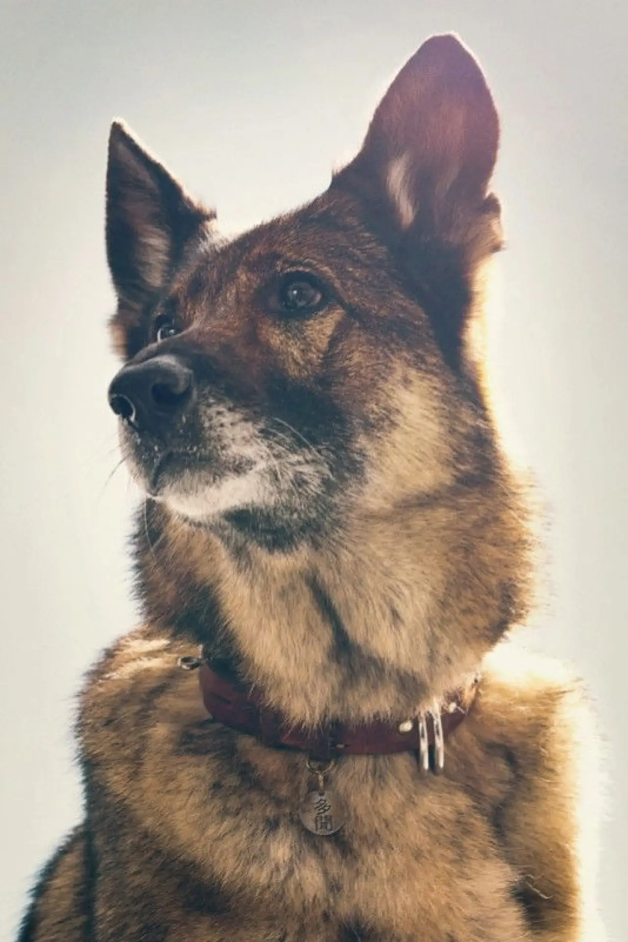 Постер к фильму "少年と犬"