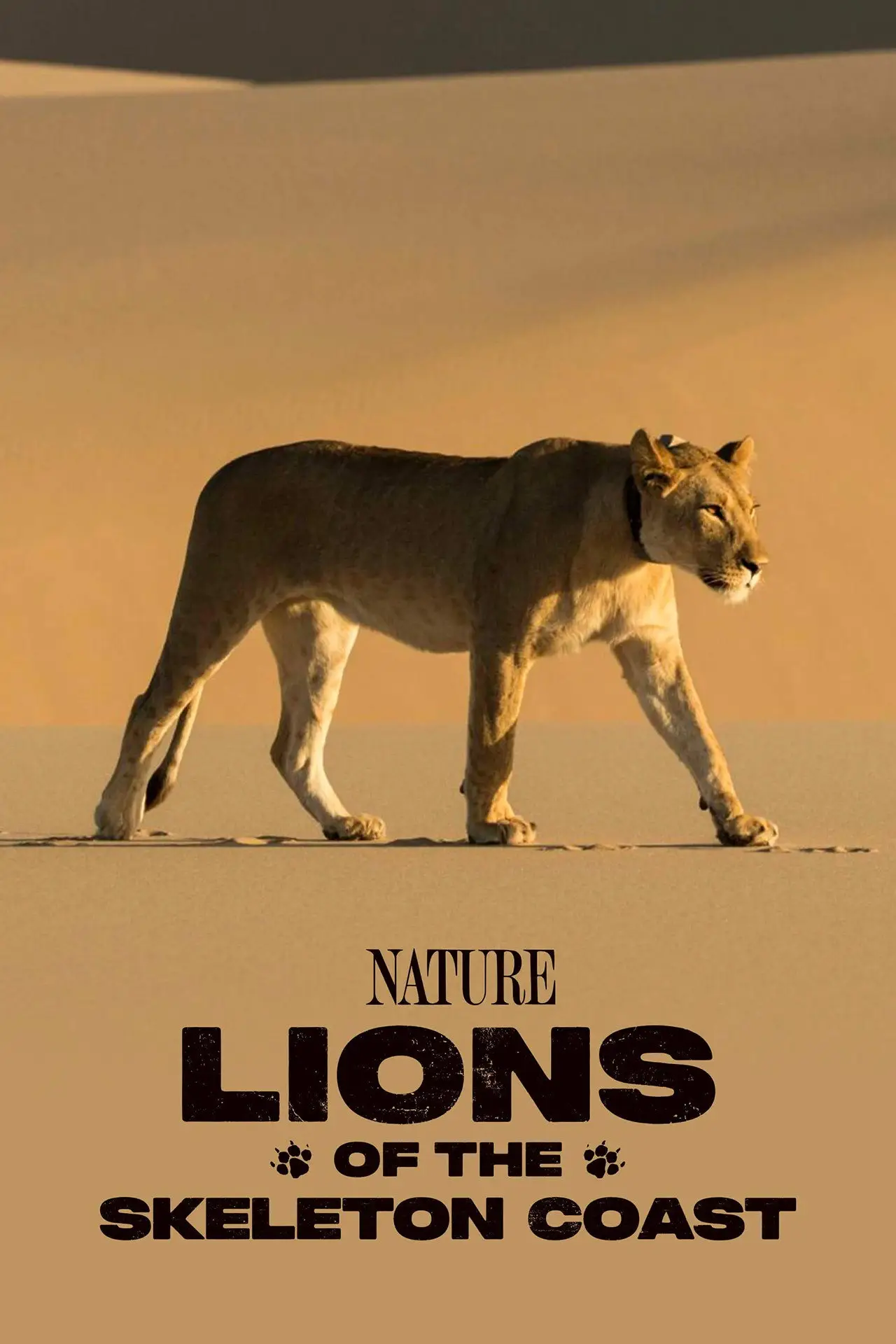Постер к фильму "Lions of the Skeleton Coast"