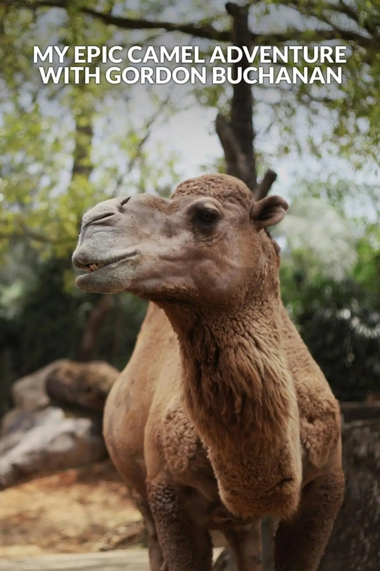 Постер к фильму "My Epic Camel Adventure With Gordon Buchanan"