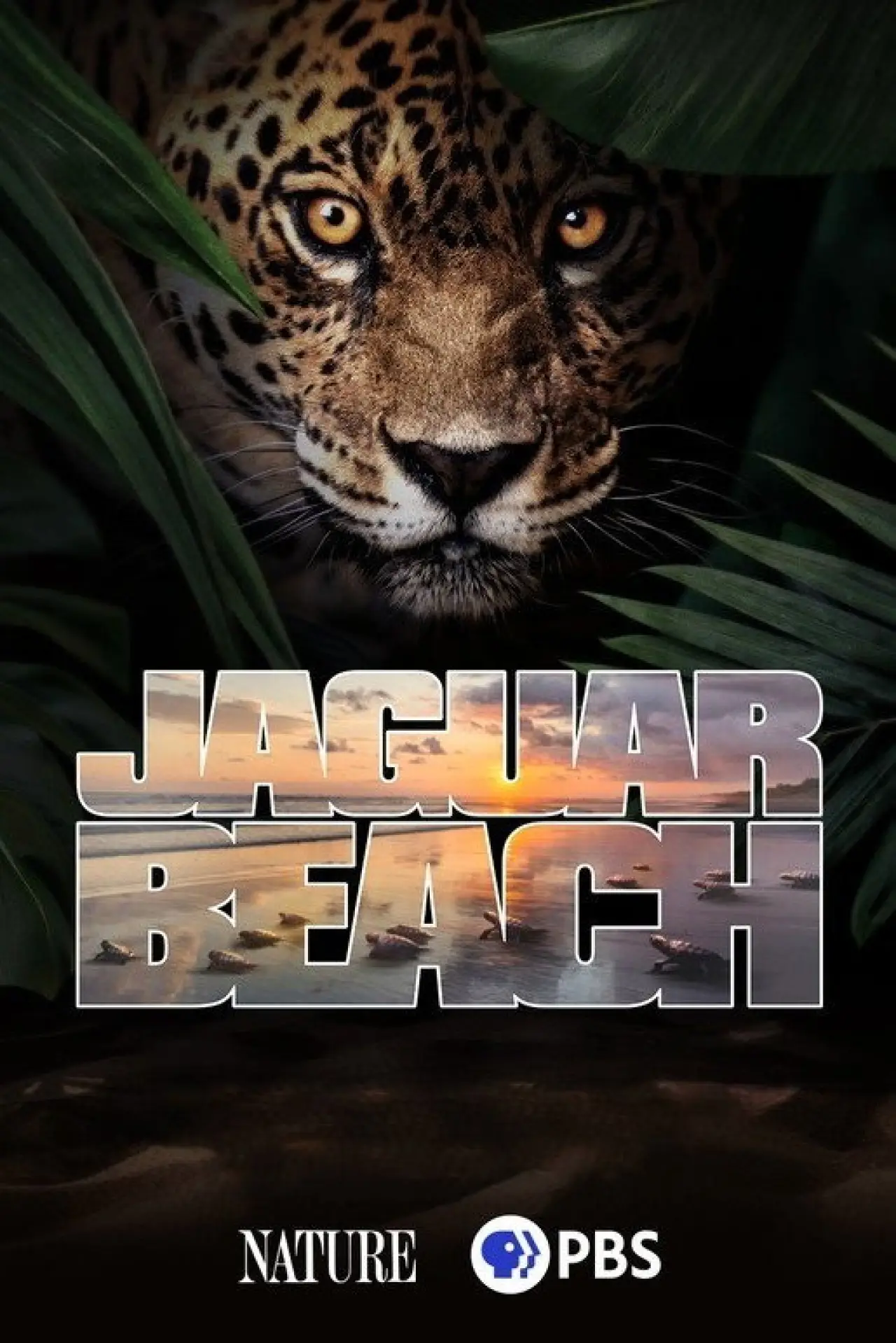 Постер к фильму "Jaguar Beach‎"
