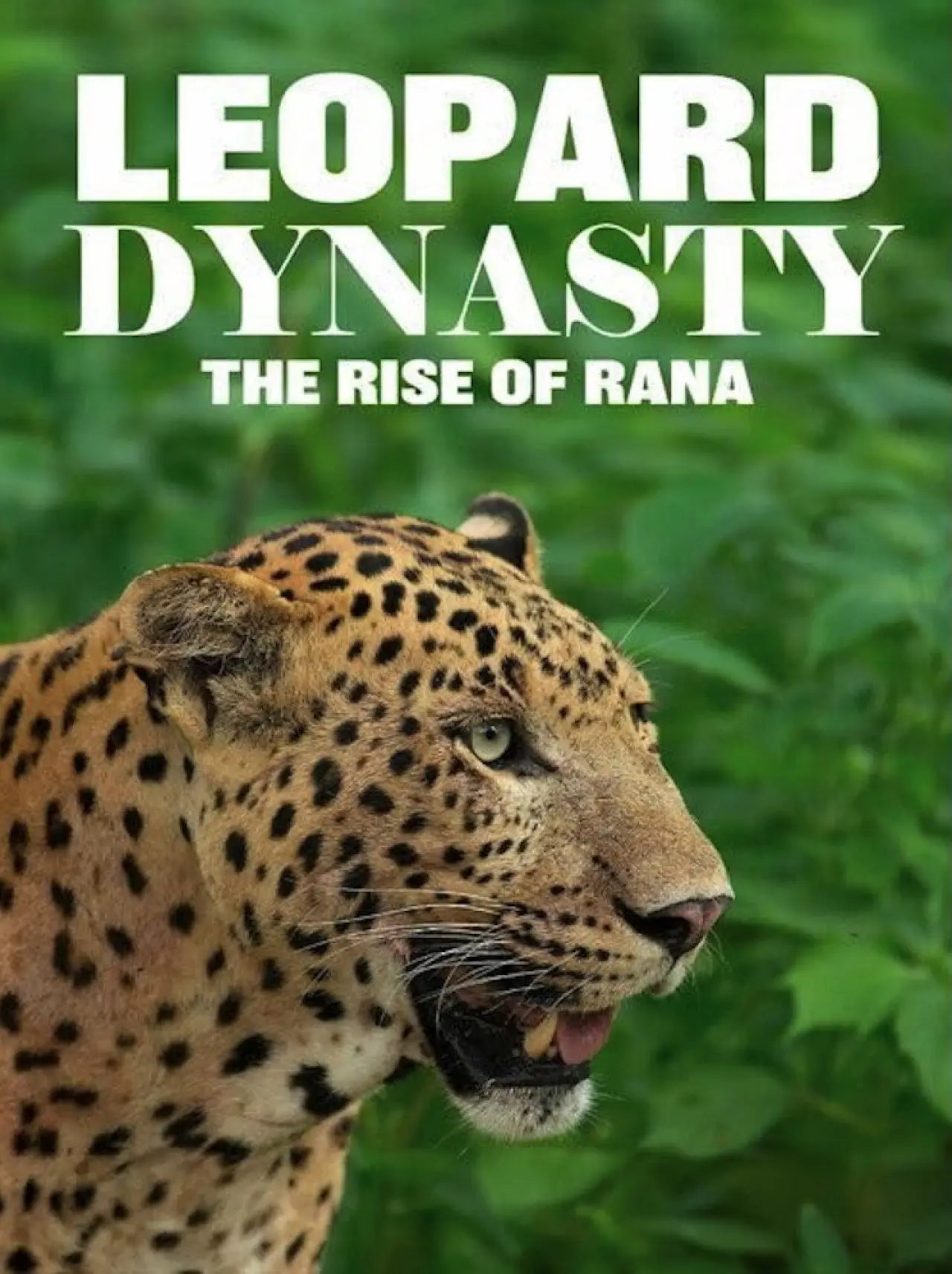 Постер к фильму "Leopard Dynasty – The Rise of Rana"