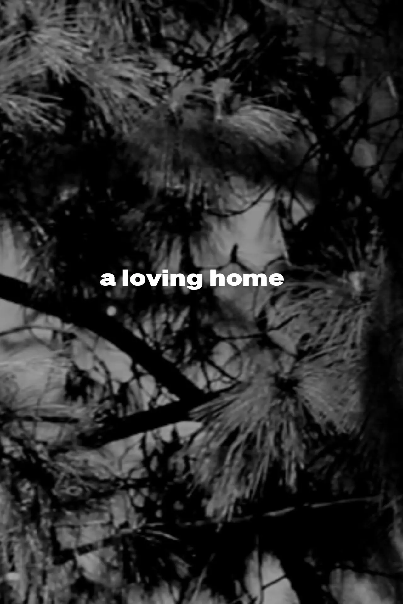 Постер к фильму "a loving home"