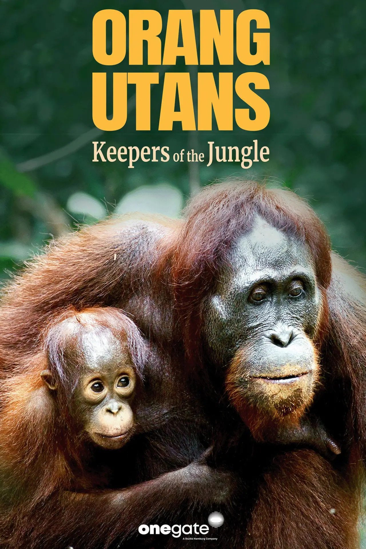Постер к фильму "Orang-Utans - Borneos Waldmenschen"