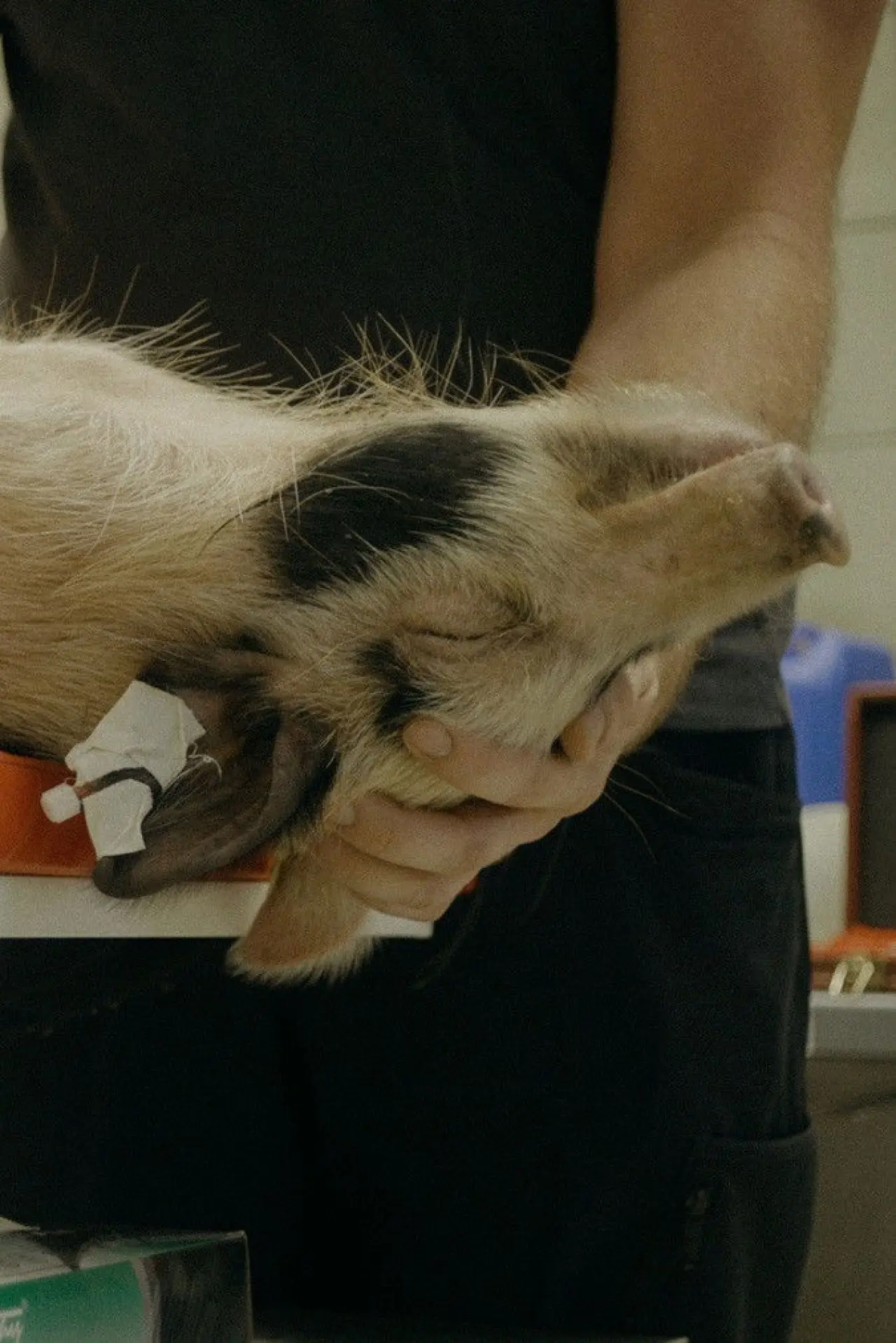 Постер к фильму "When Pigs Fly"