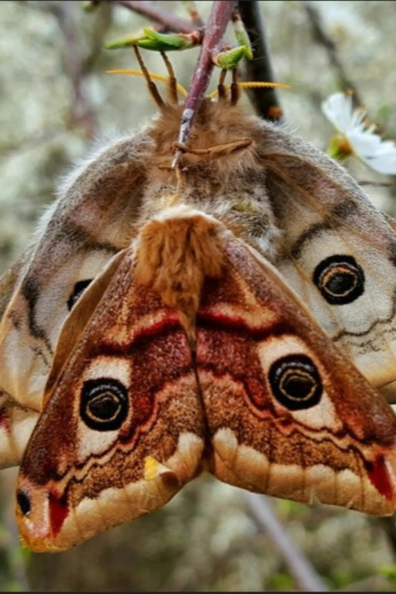 Постер к фильму "Purple Emperor"