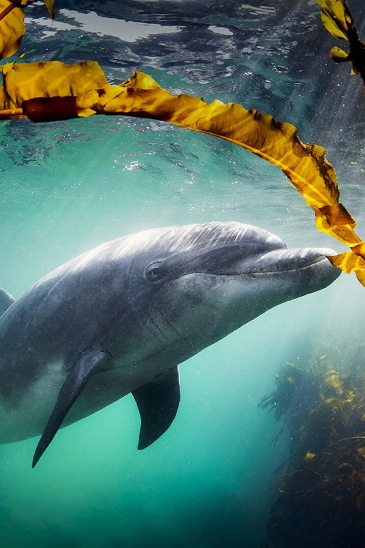 Постер к фильму "Why We Love Dolphins"