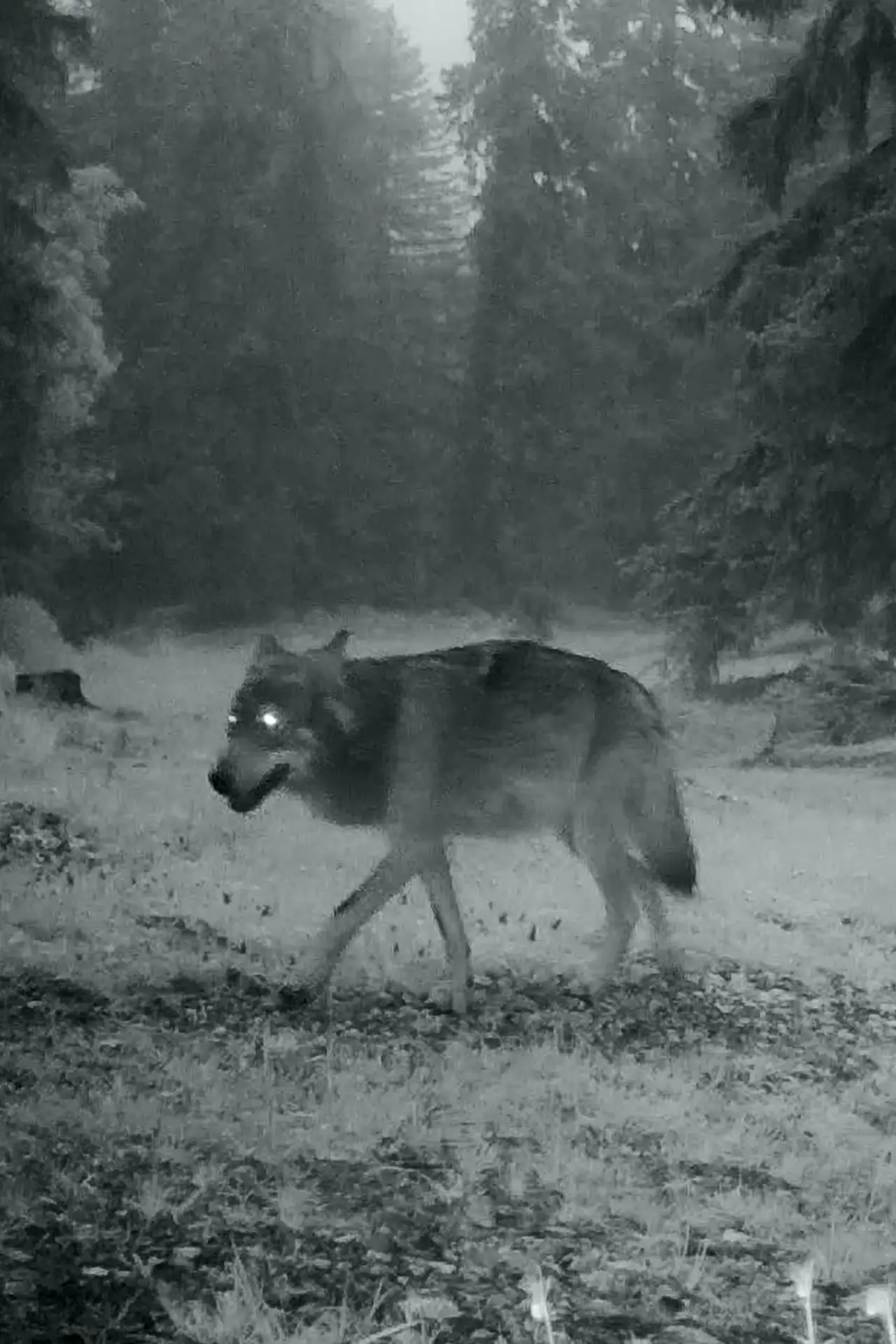Постер к фильму "Le dernier loup"