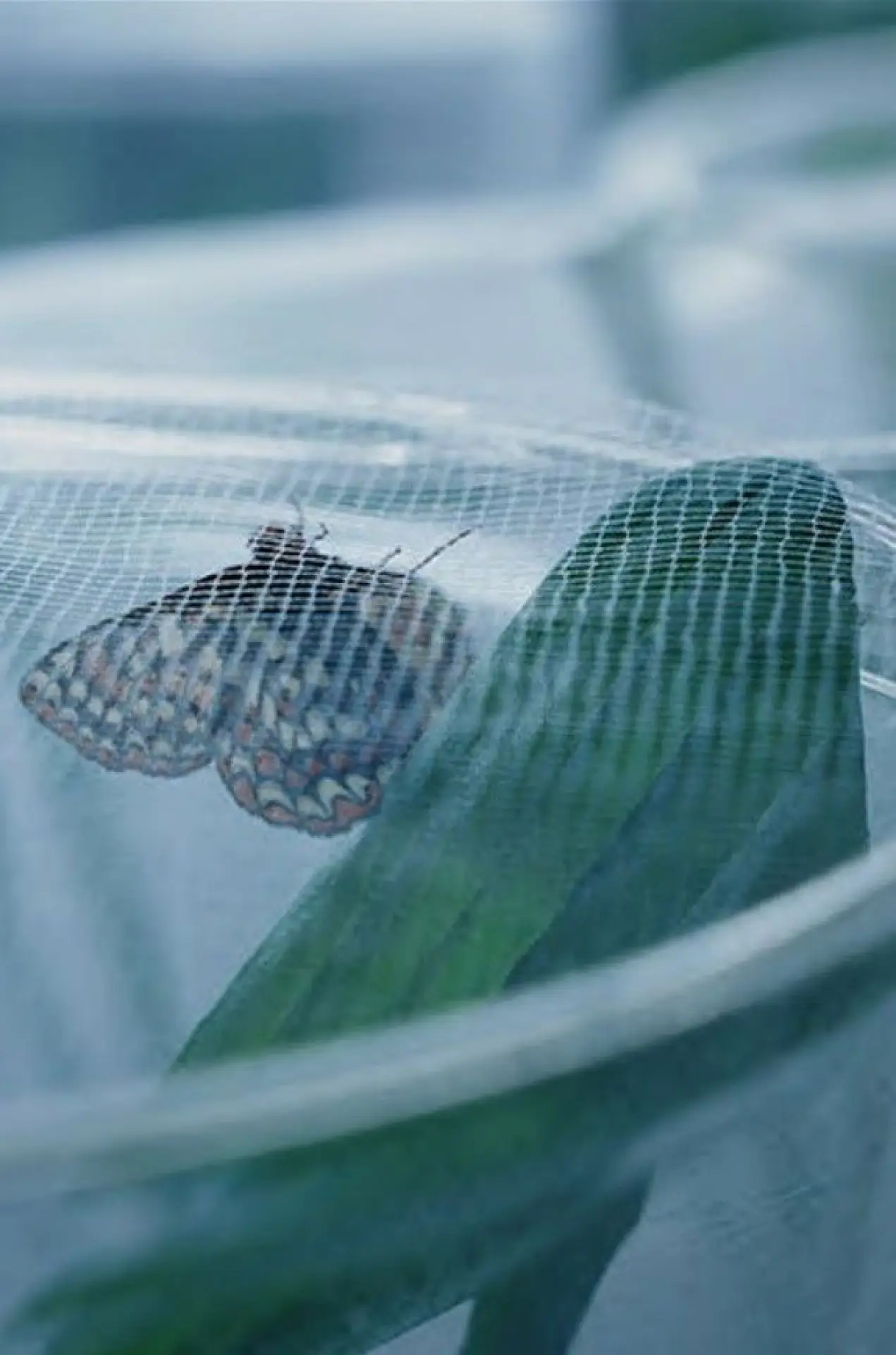 Постер к фильму "The Butterfly Lab"