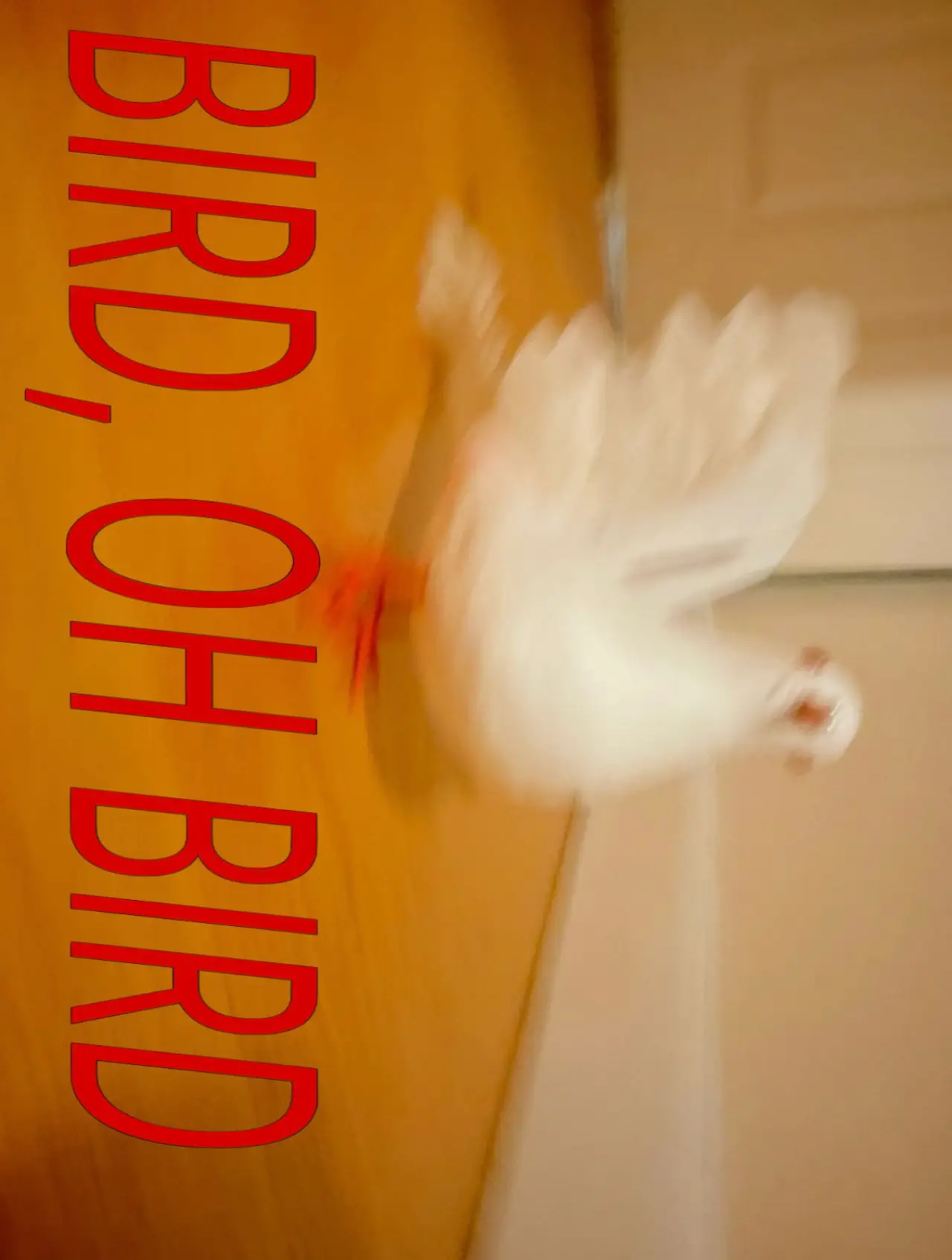 Постер к фильму "Bird, Oh Bird"
