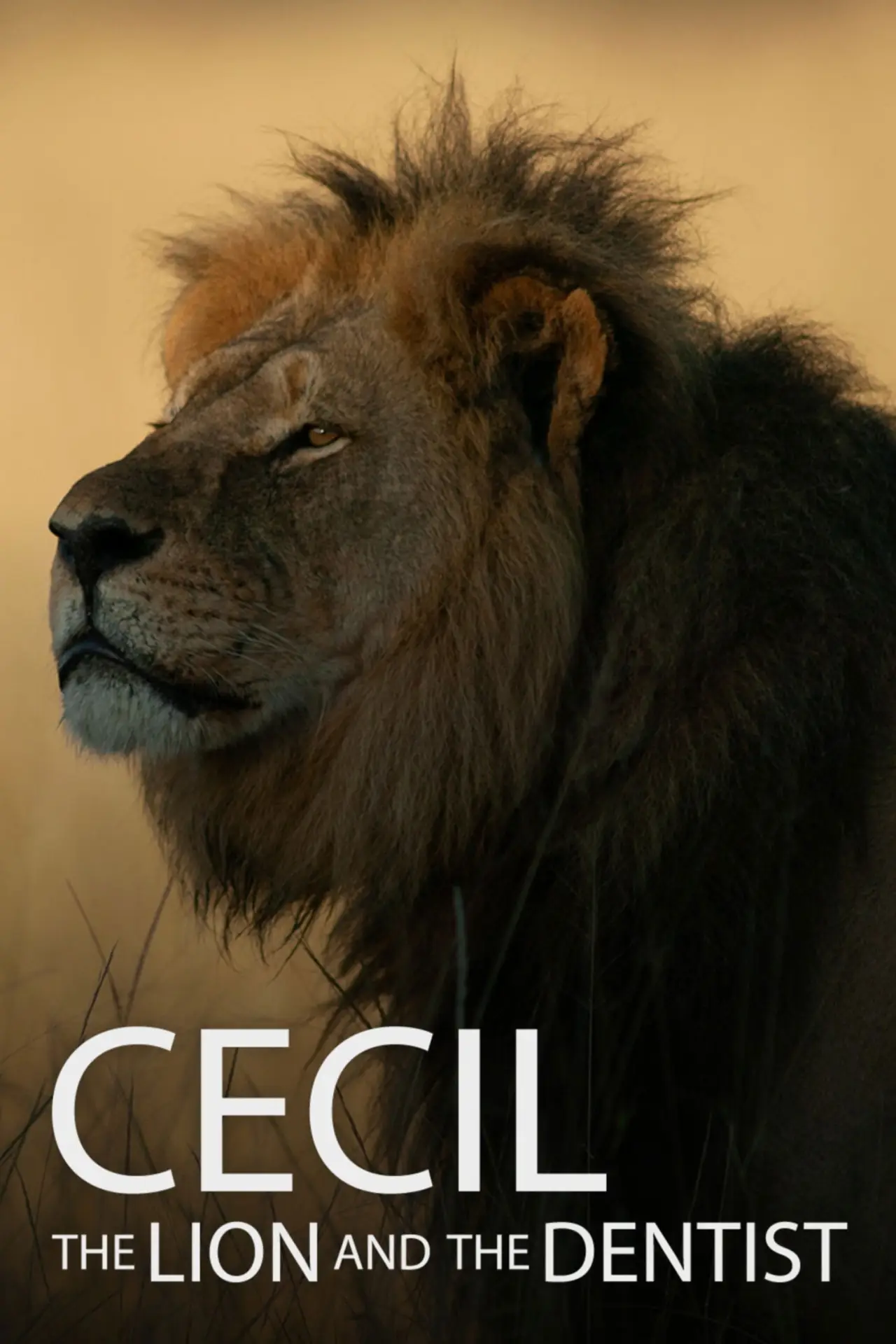Постер к фильму "Cecil"