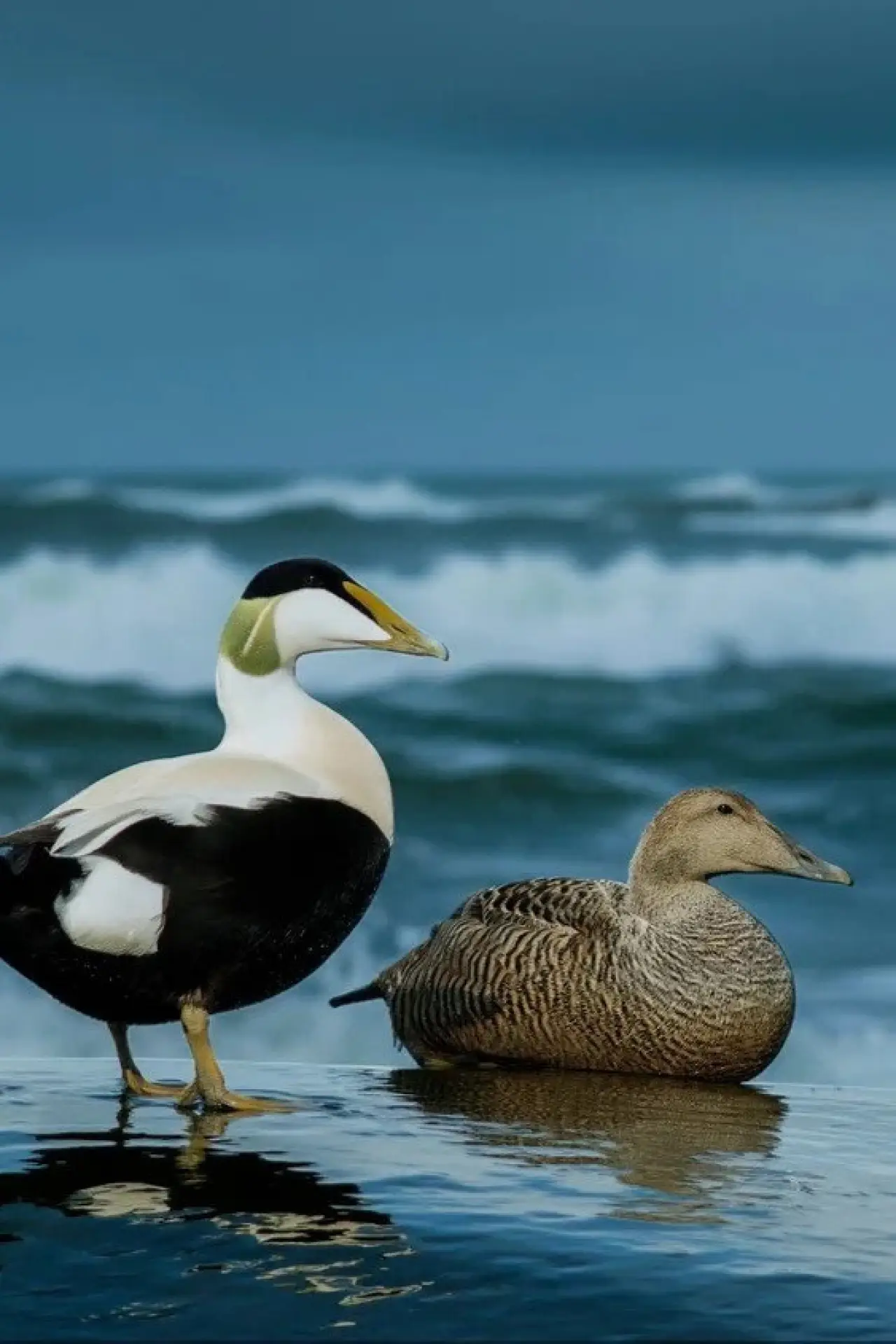 Постер к фильму "The Cry of the Eider"