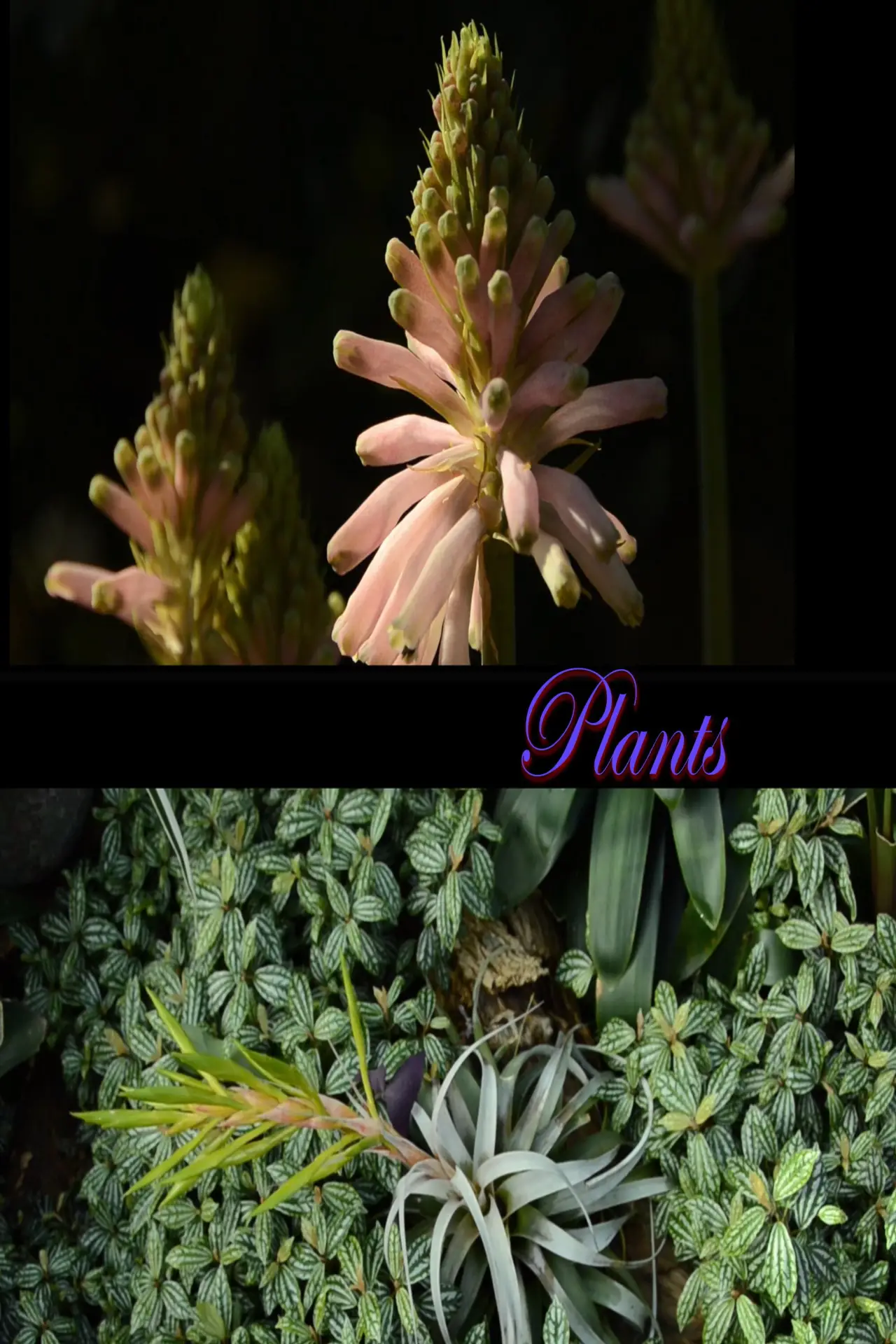 Постер к фильму "Plants"