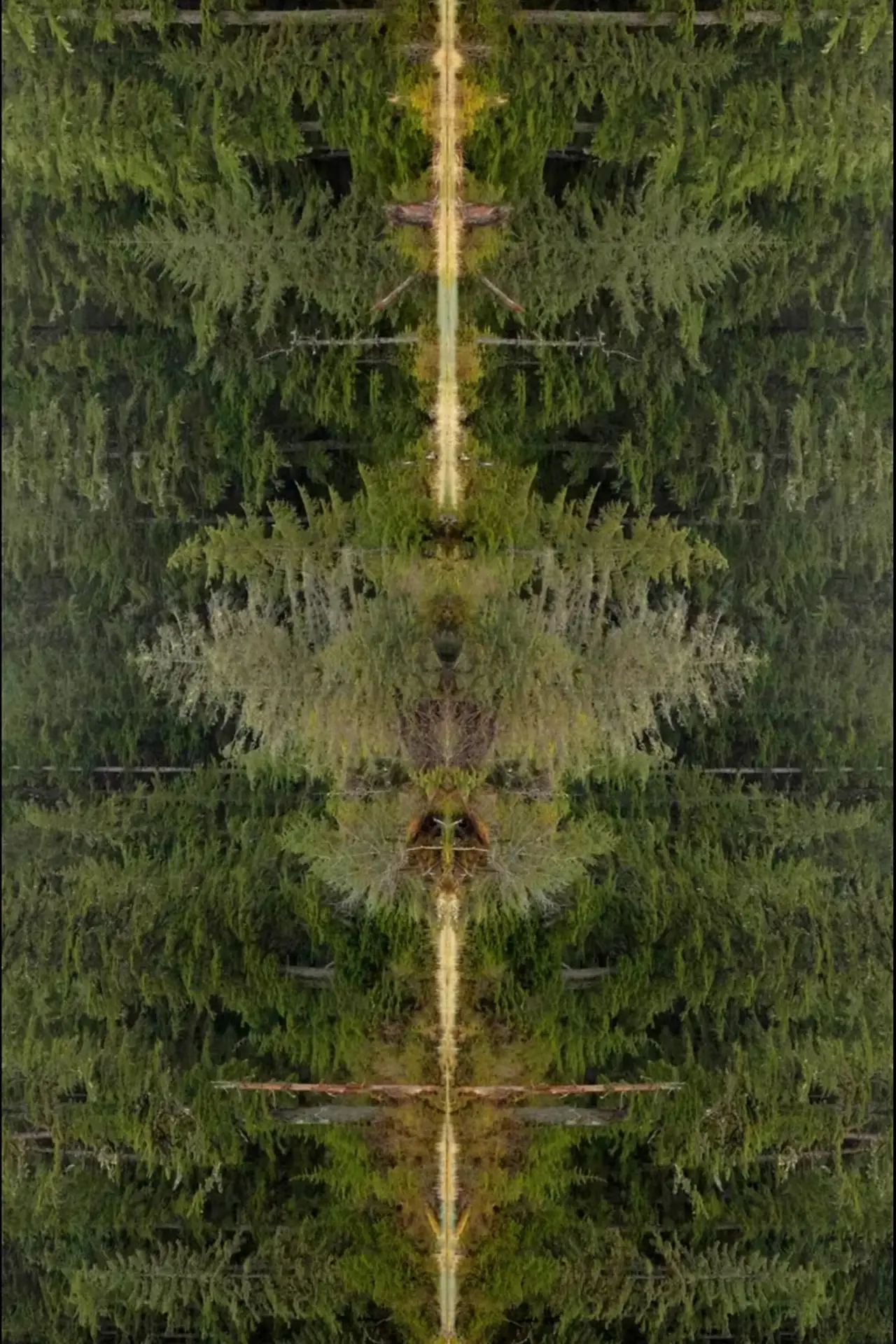 Постер к фильму "Mirrorpond"