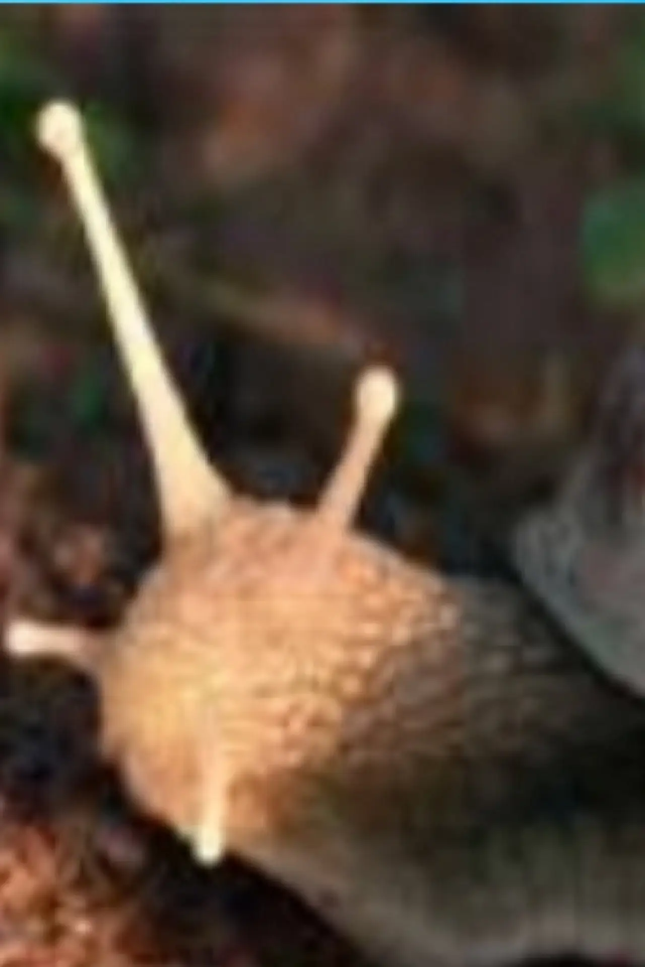 Постер к фильму "The Left Hand Snail"