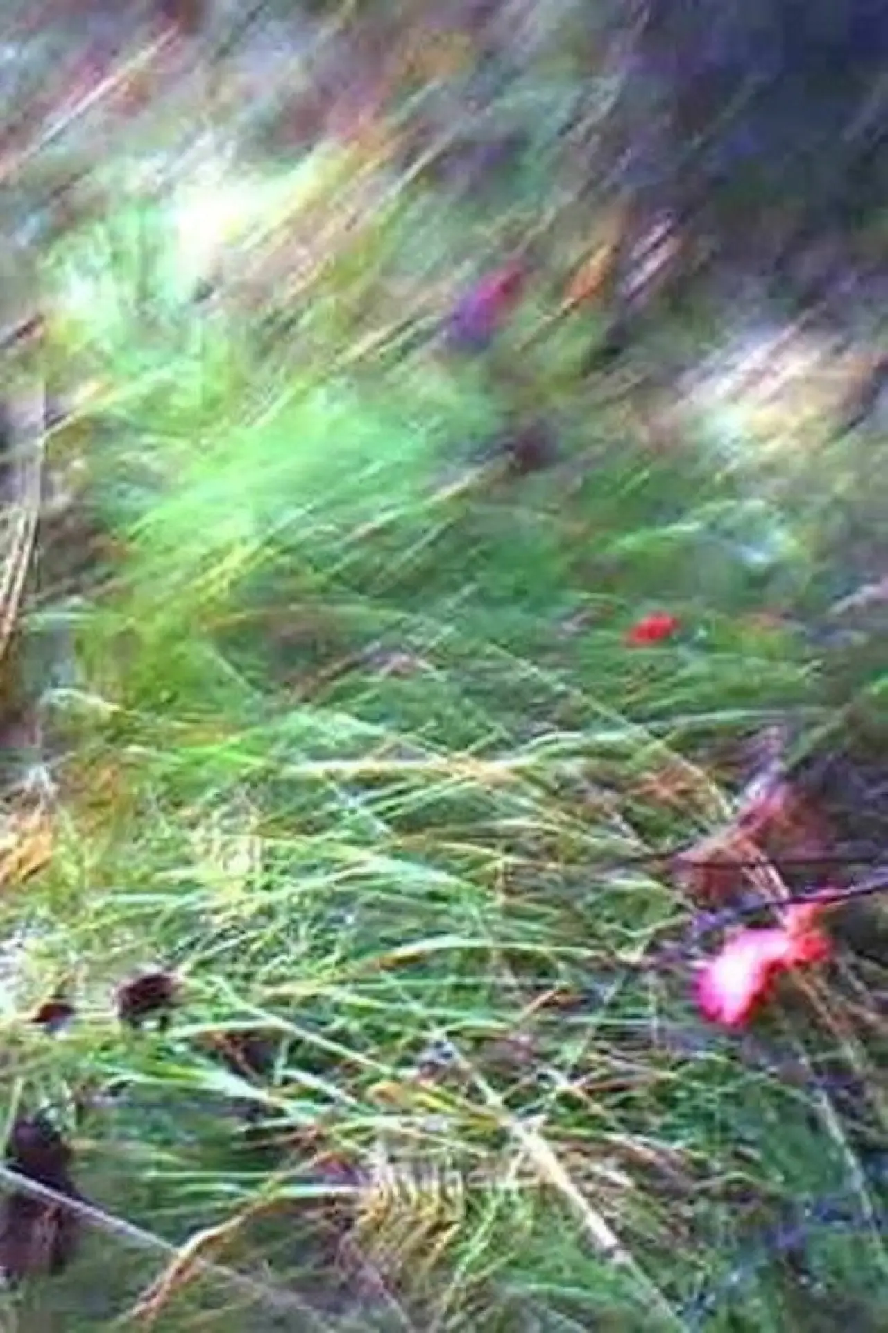 Постер к фильму "A Flower of Forgetfulness"