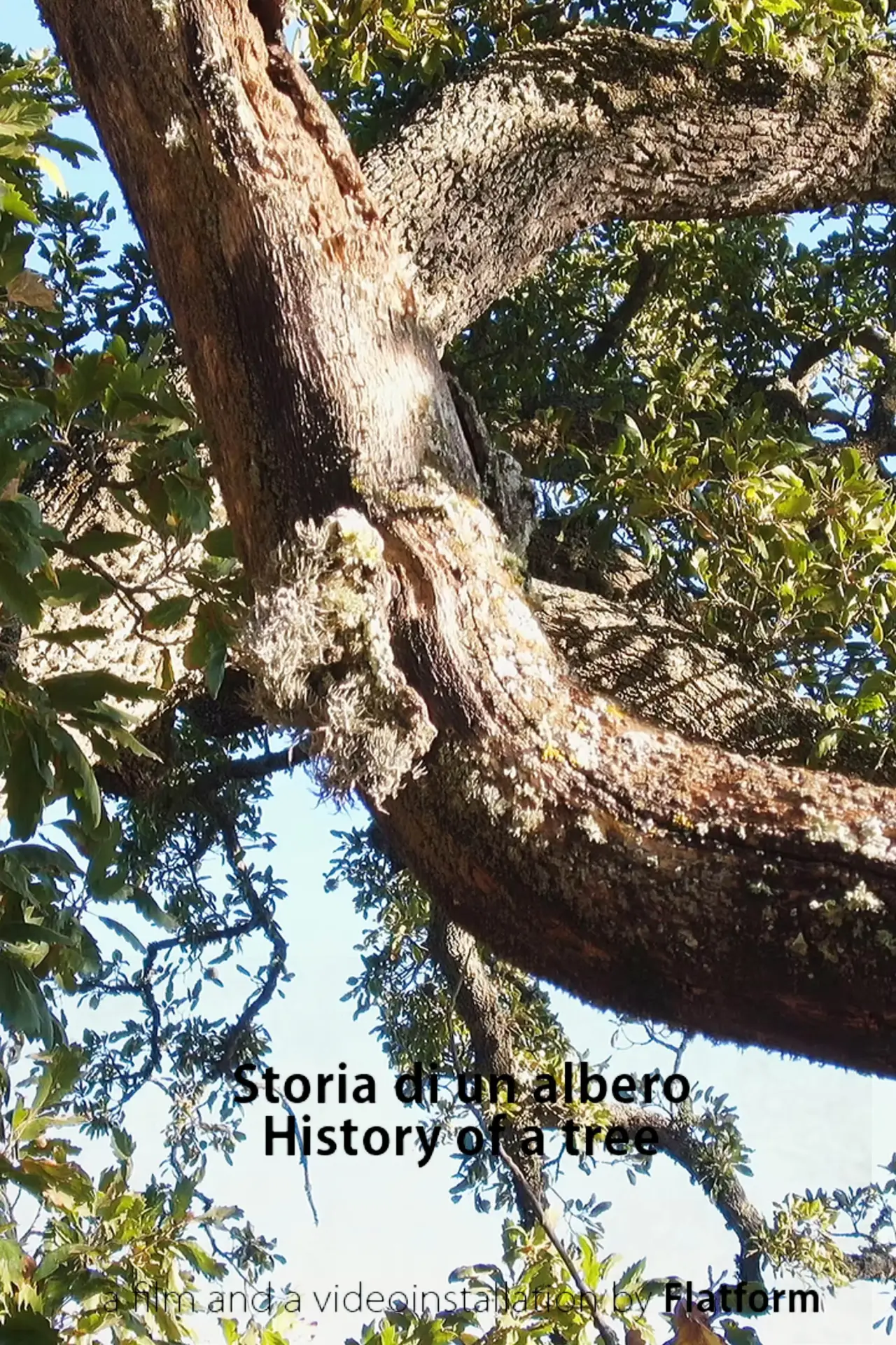 Постер к фильму "Storia Di Un Albero"